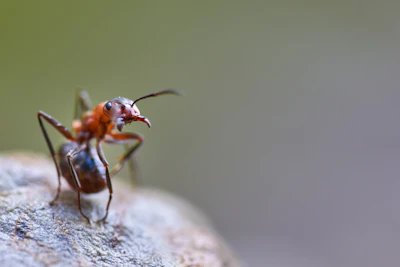 Close-up of an ant, representing ant control services
