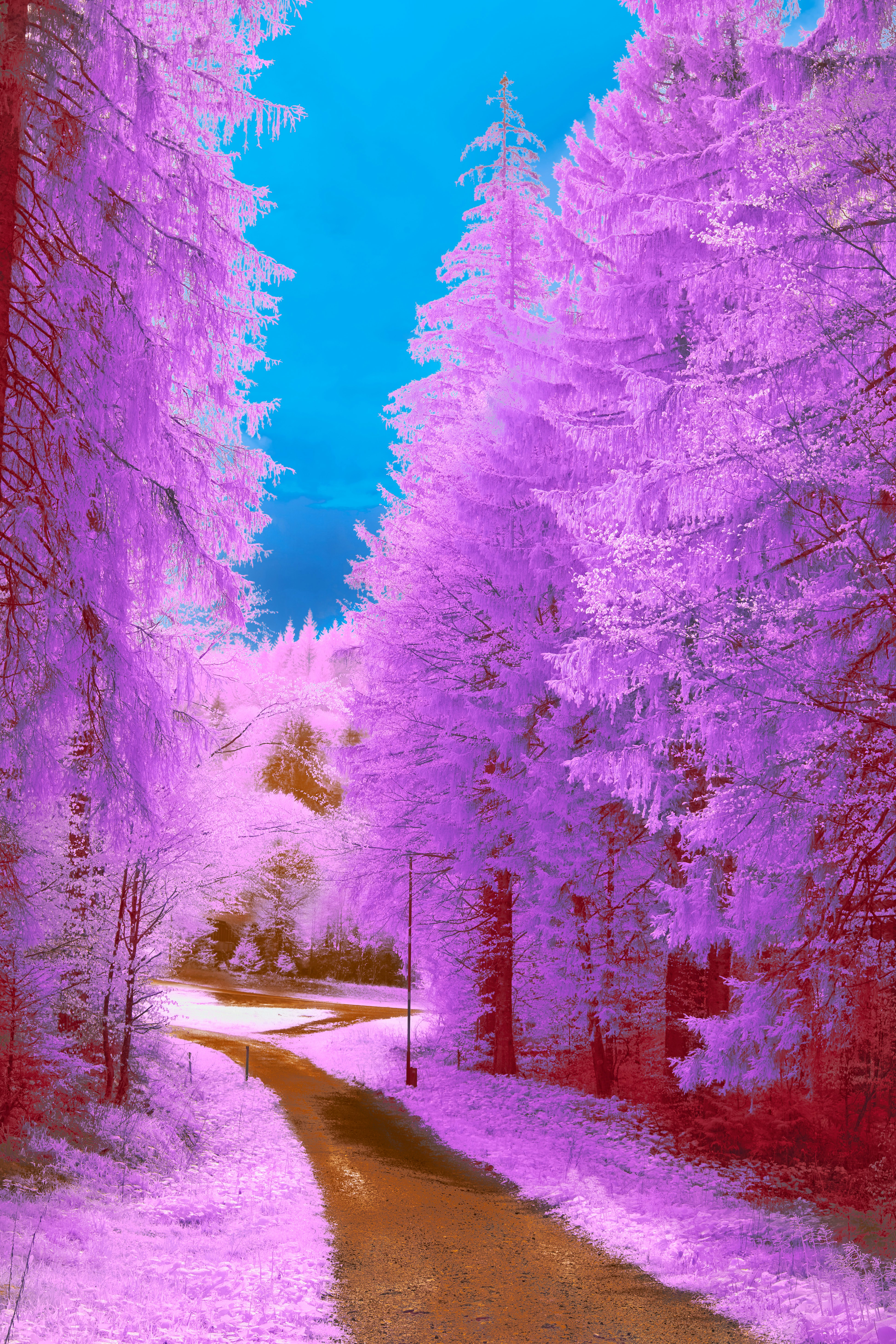 A surreal forest path with purple trees and blue sky. photo – Free Trees  Image on Unsplash, image size:3000x4501