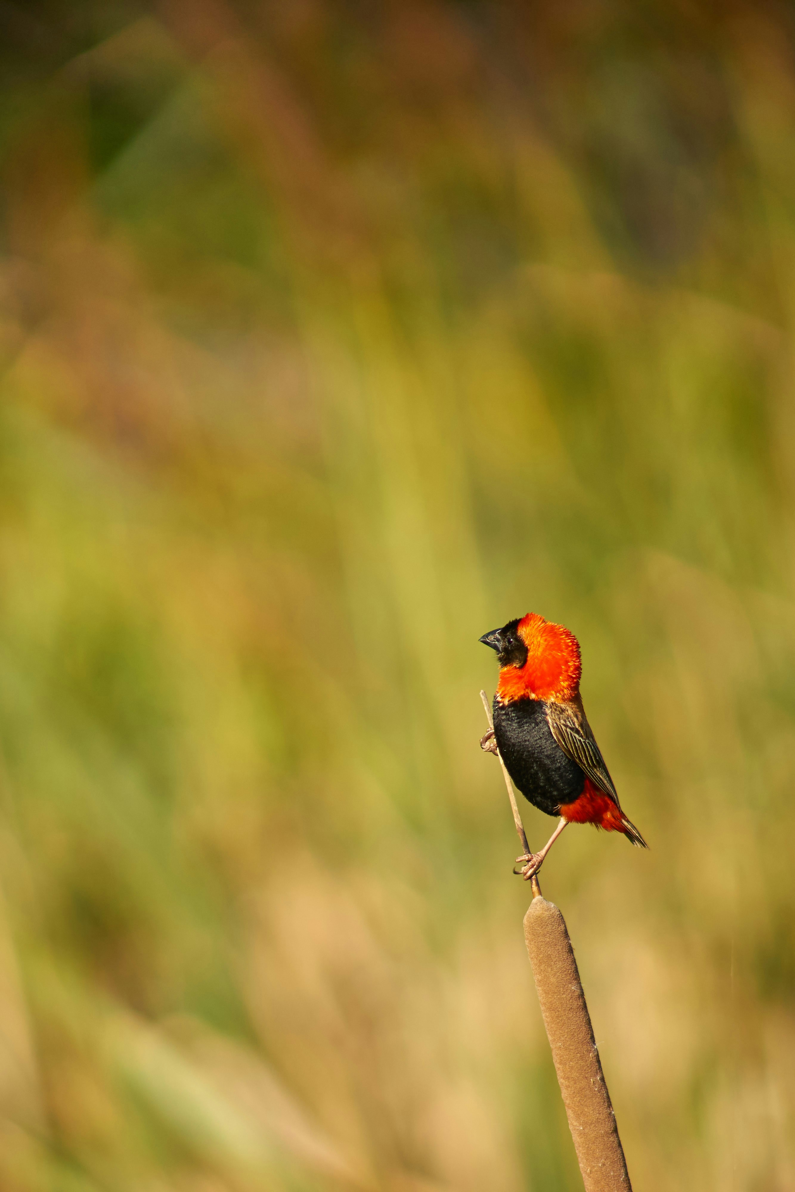 Photo by wolfgang_hasselmann