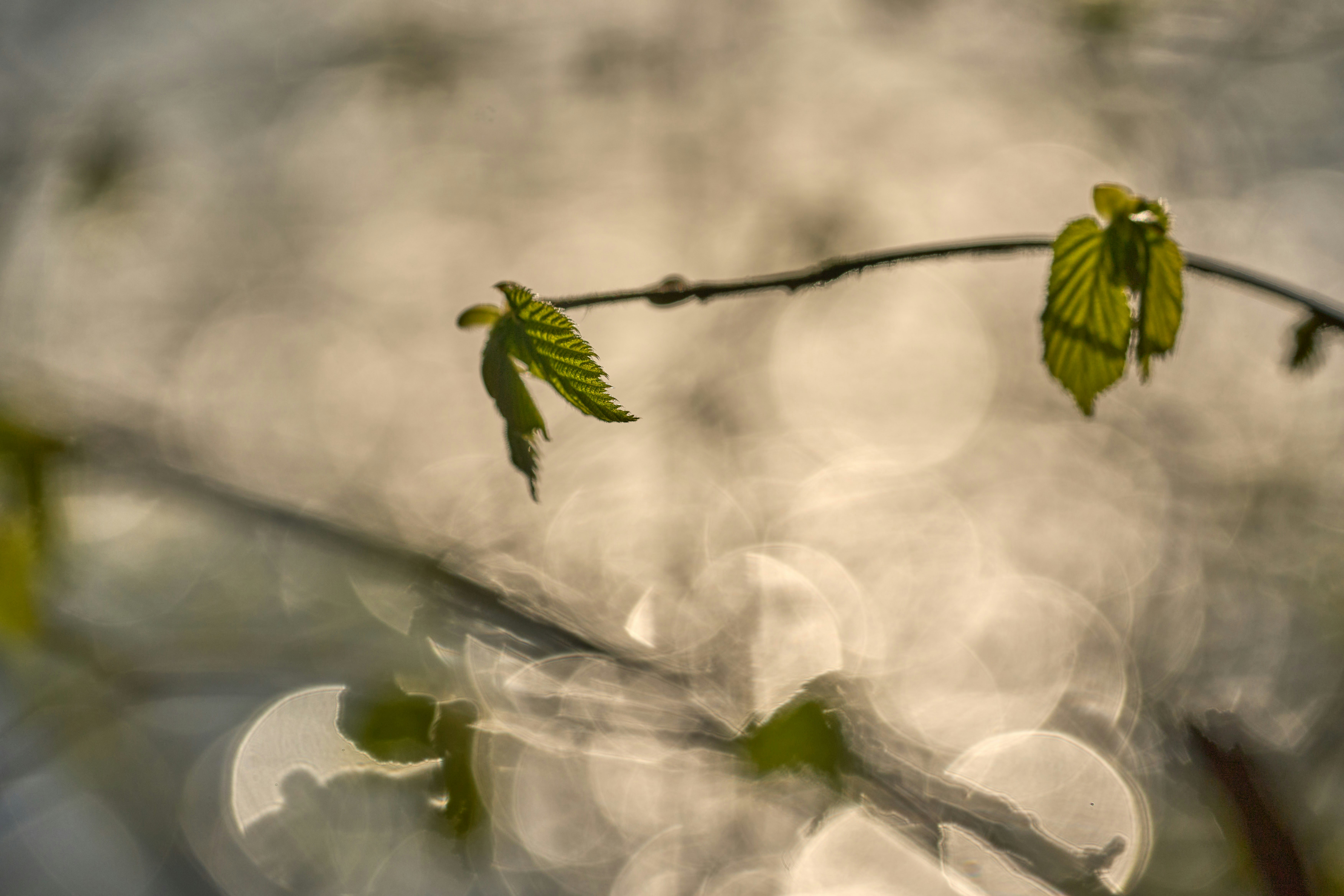 Photo by wolfgang_hasselmann