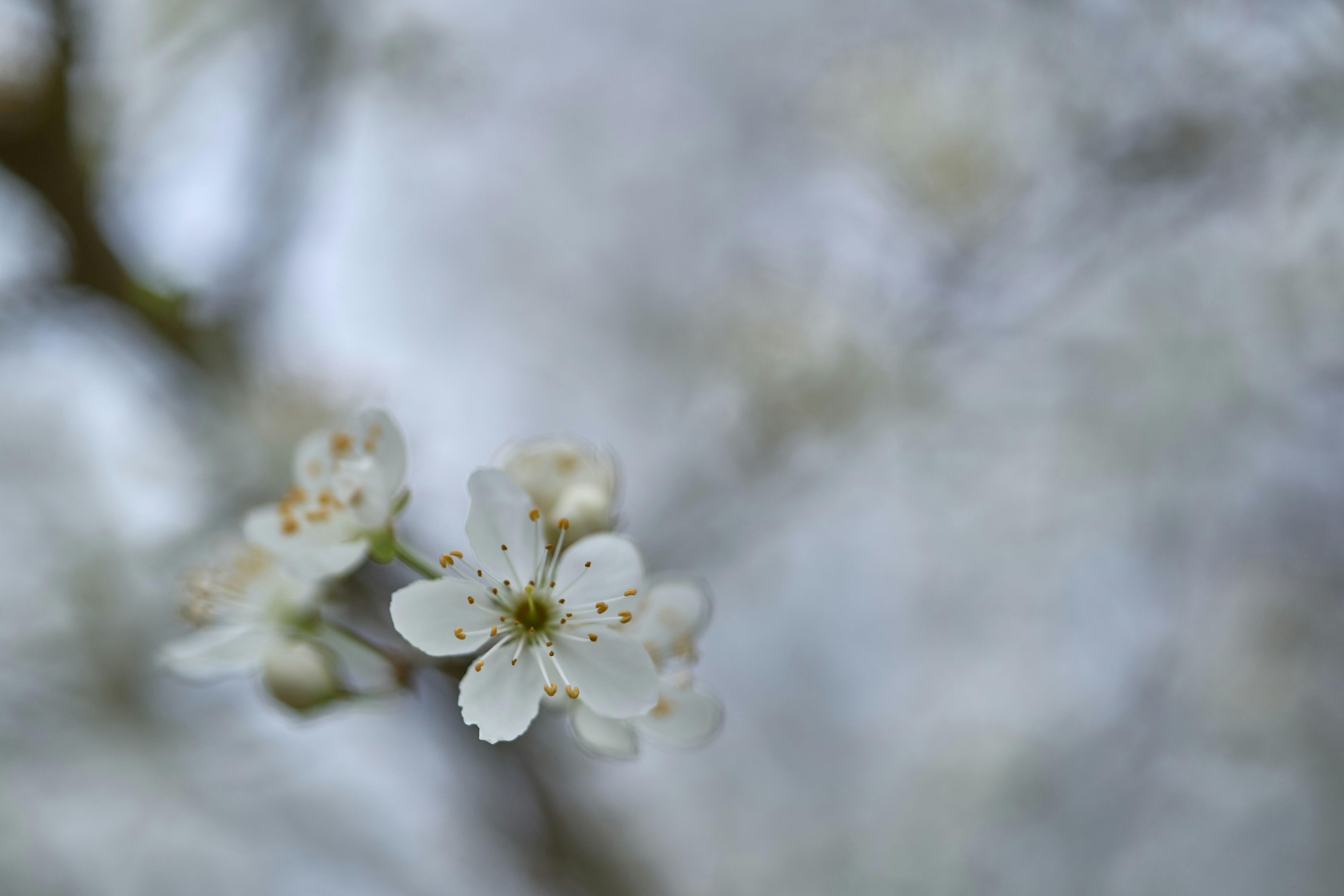Delicate white blossoms on a blurred background.
