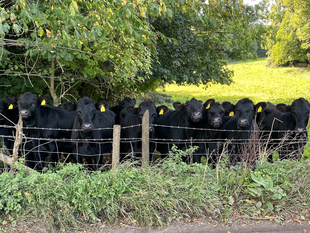 A herd of black cattle standing behind a barbed wire fence at the edge of a green pasture