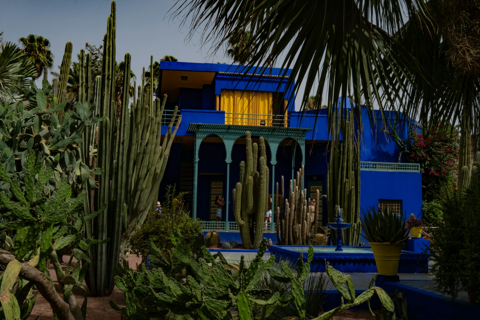 Cobalt-blue villa framed by tall cacti and palms in the Majorelle Garden, Marrakech