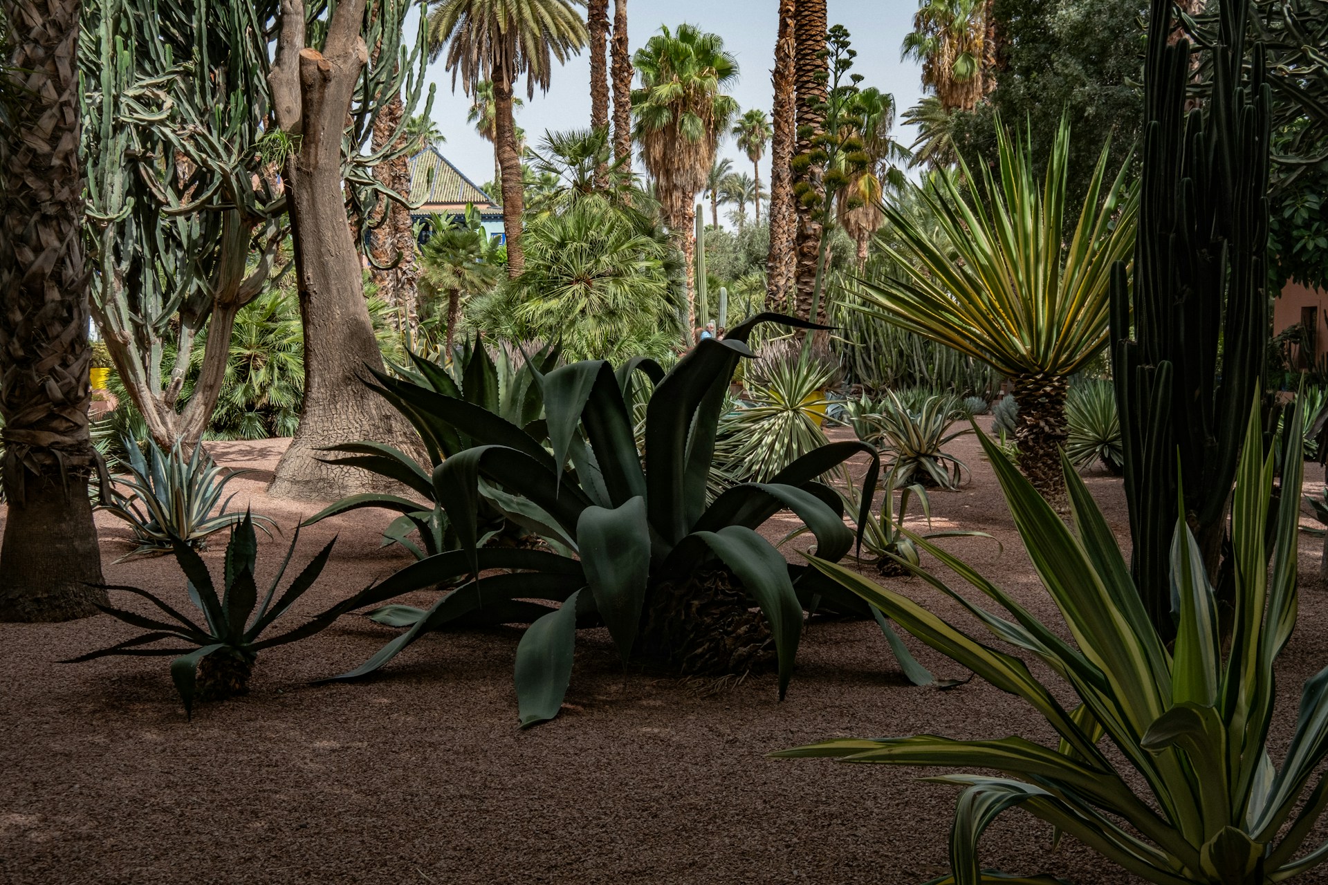 Lush desert garden with various cacti and palm trees.