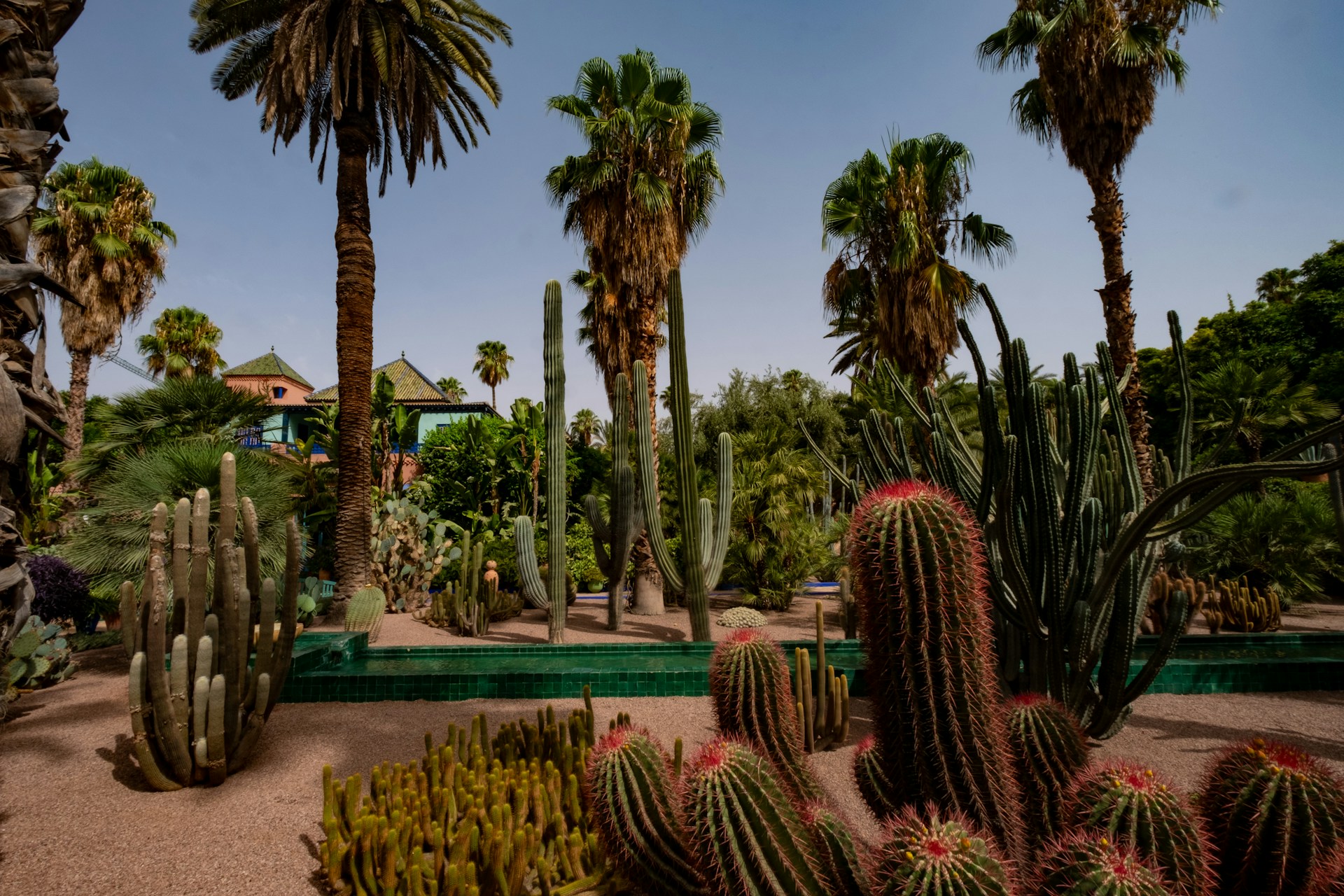 A desert garden with various cacti and palm trees.