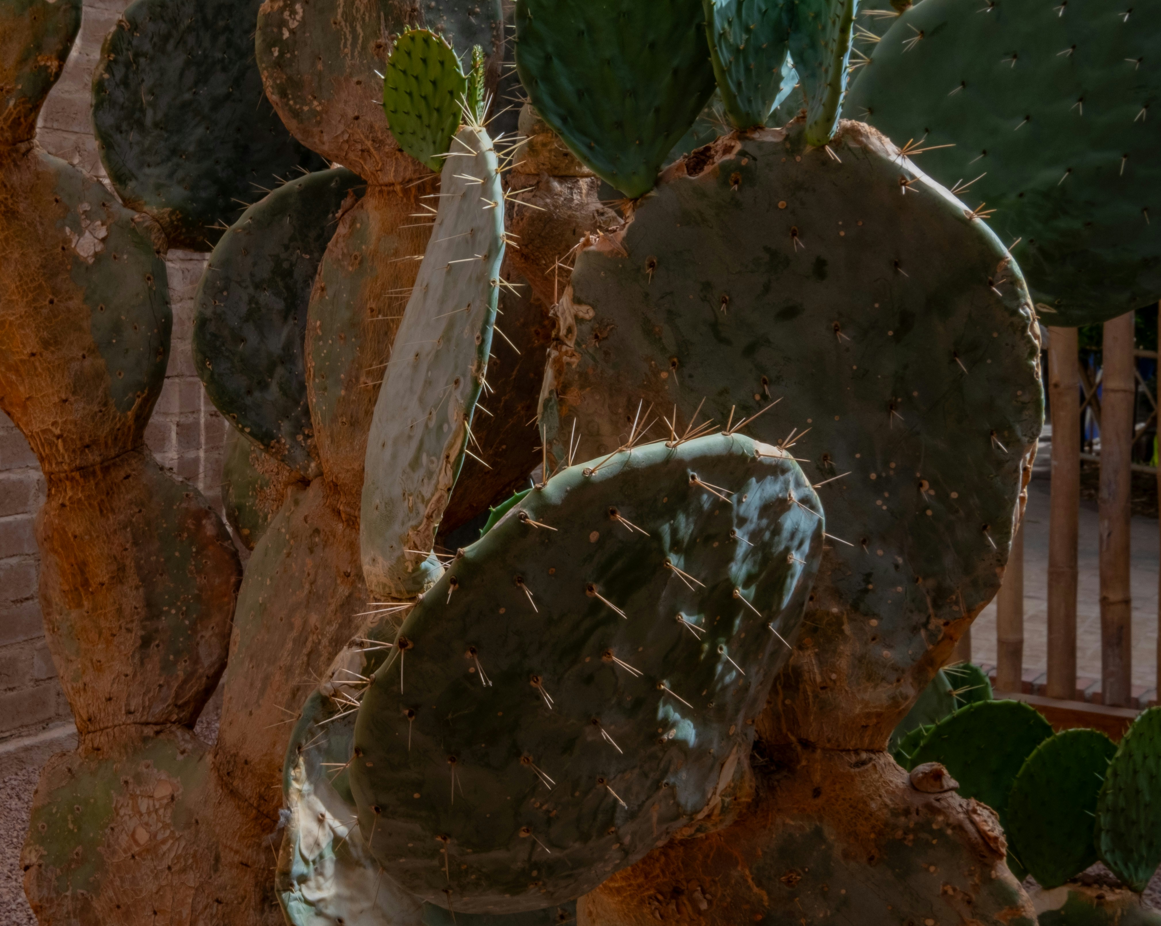 Close-up of realistic faux cactus textures showing spines and waxy skin - faux cactus arrangements