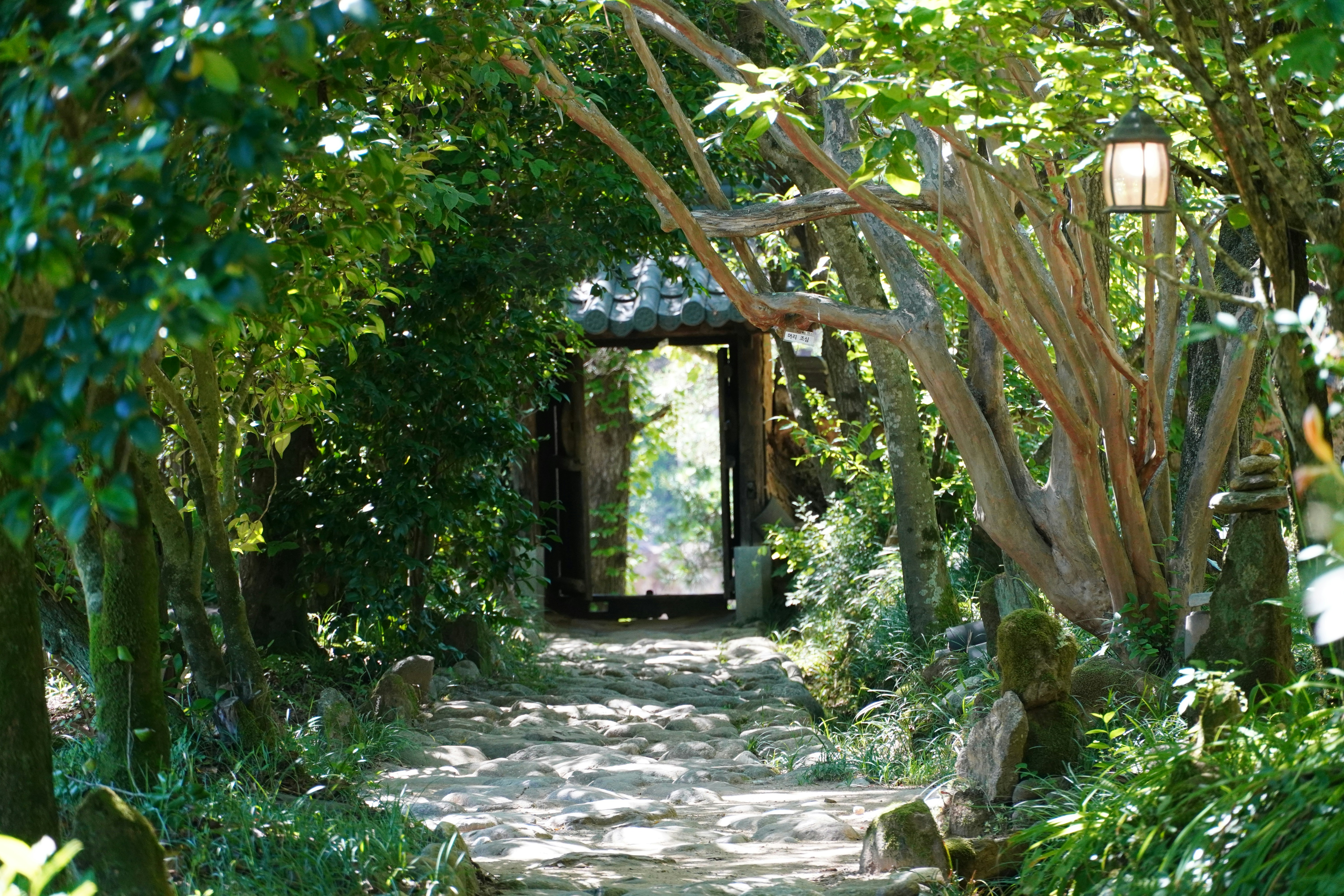 Stone path through a lush green forest entranceway with lantern. photo –  Free Architecture Image on Unsplash, image size:3000x2000