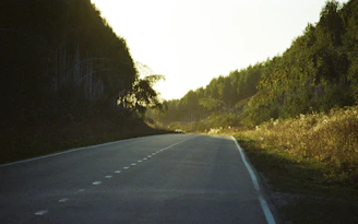 Empty asphalt road through a forest at sunrise