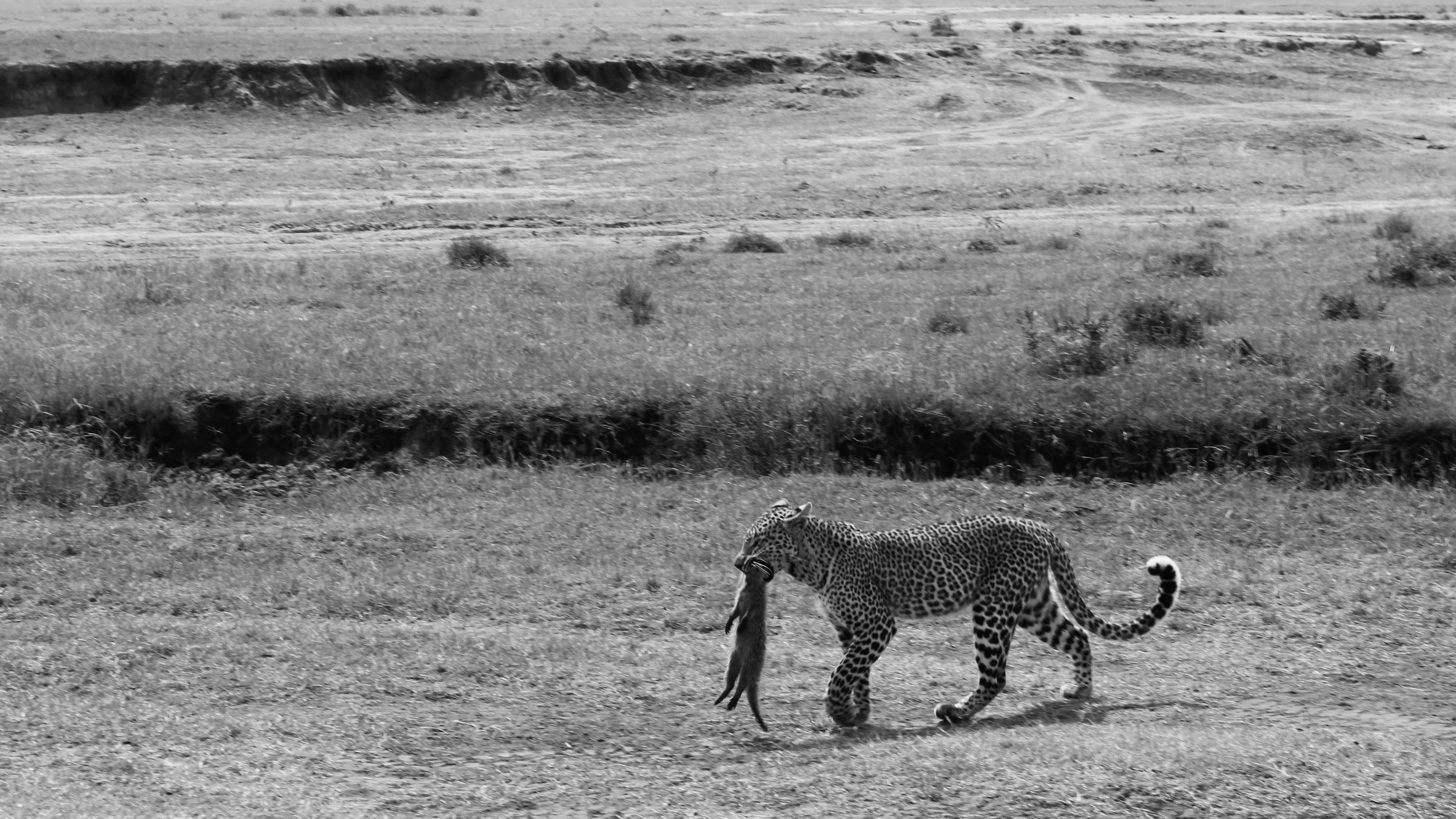 Leopard carrying prey across a dry savanna landscape.