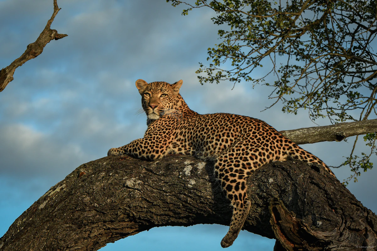Leopard resting on a large tree branch
