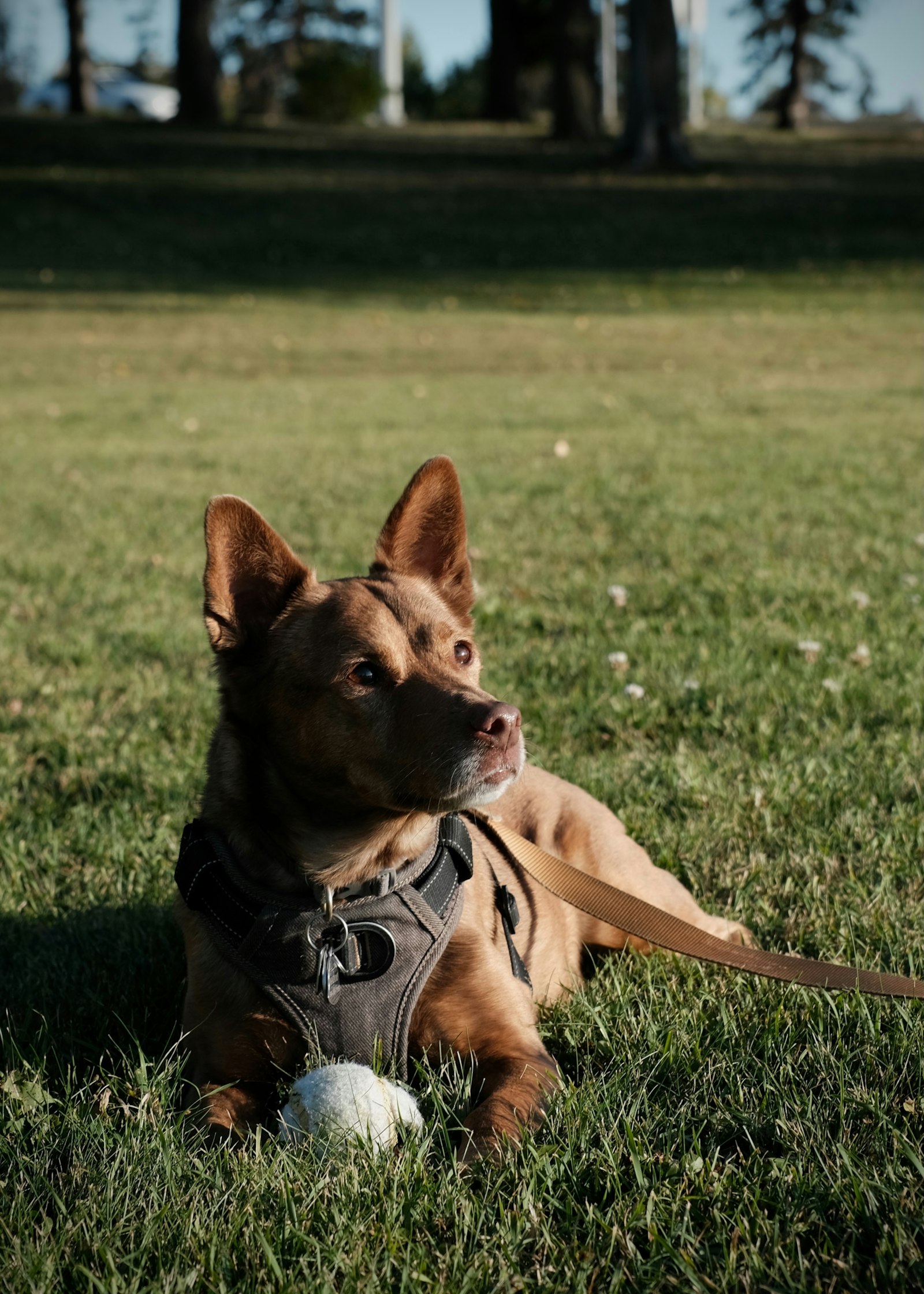 Brown dog resting on grass with leash attached, ready for a park walk