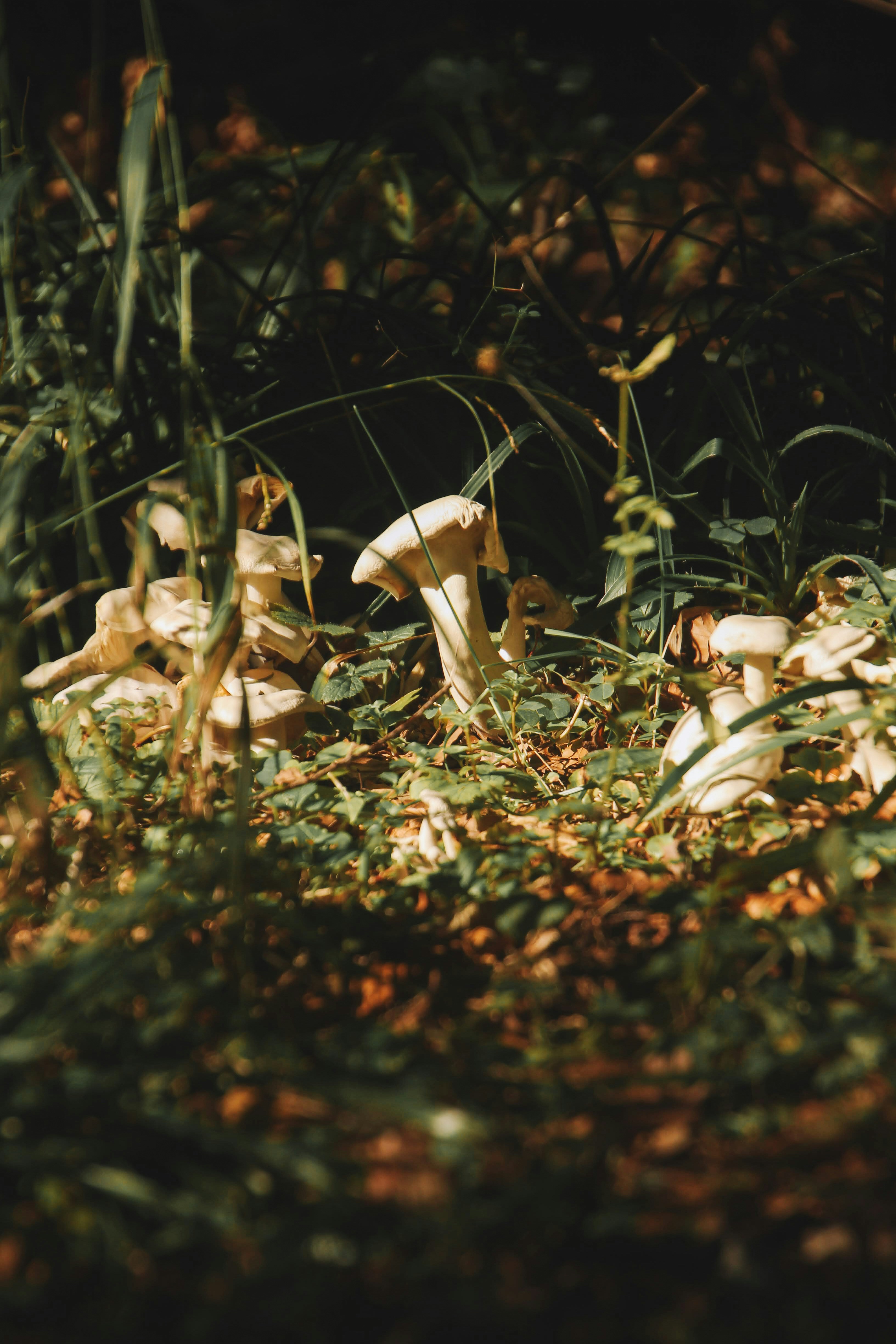 Mushrooms growing among lush green foliage in sunlight.