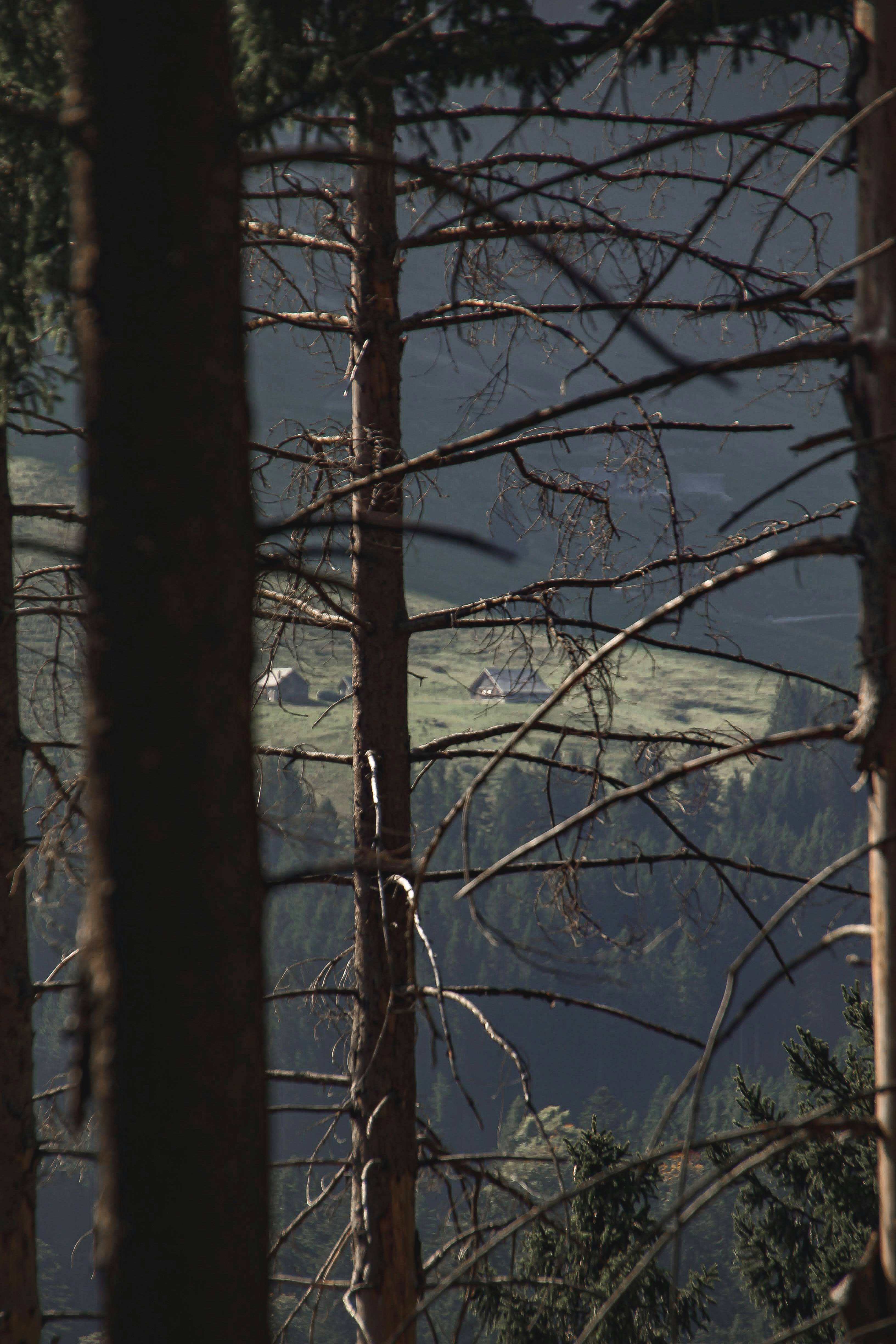 Distant cabins on a grassy hillside through trees.