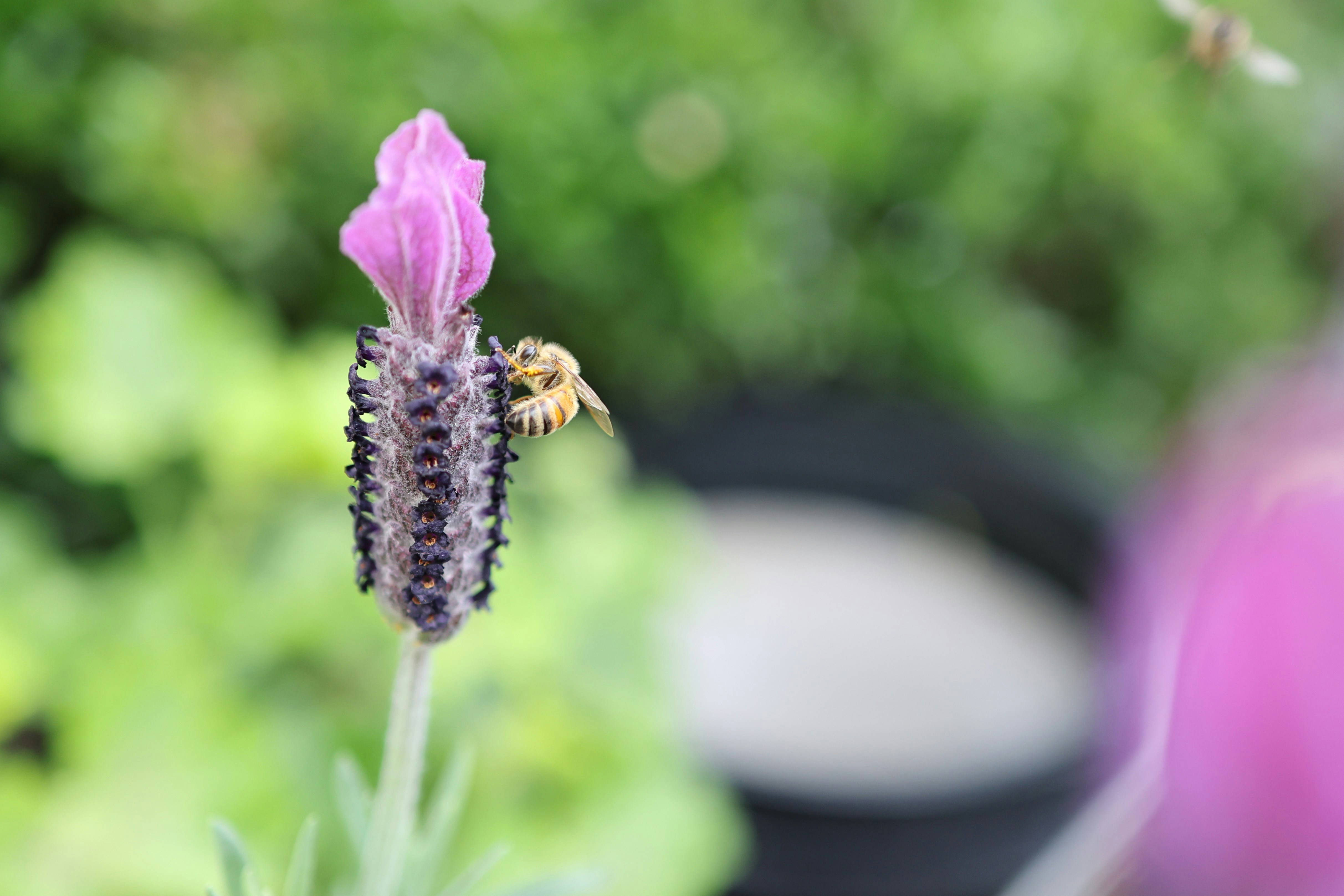 Photo by michael_skopal