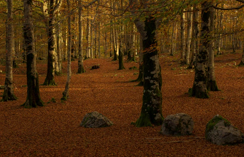 Tapis de feuilles rousses au pied des hêtres