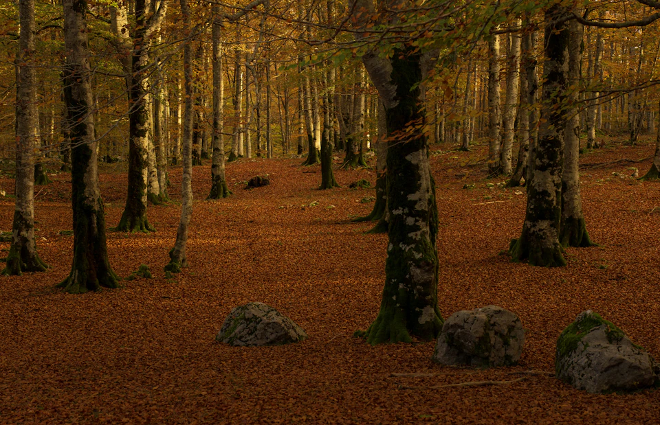Tapis de feuilles rousses au pied des hêtres