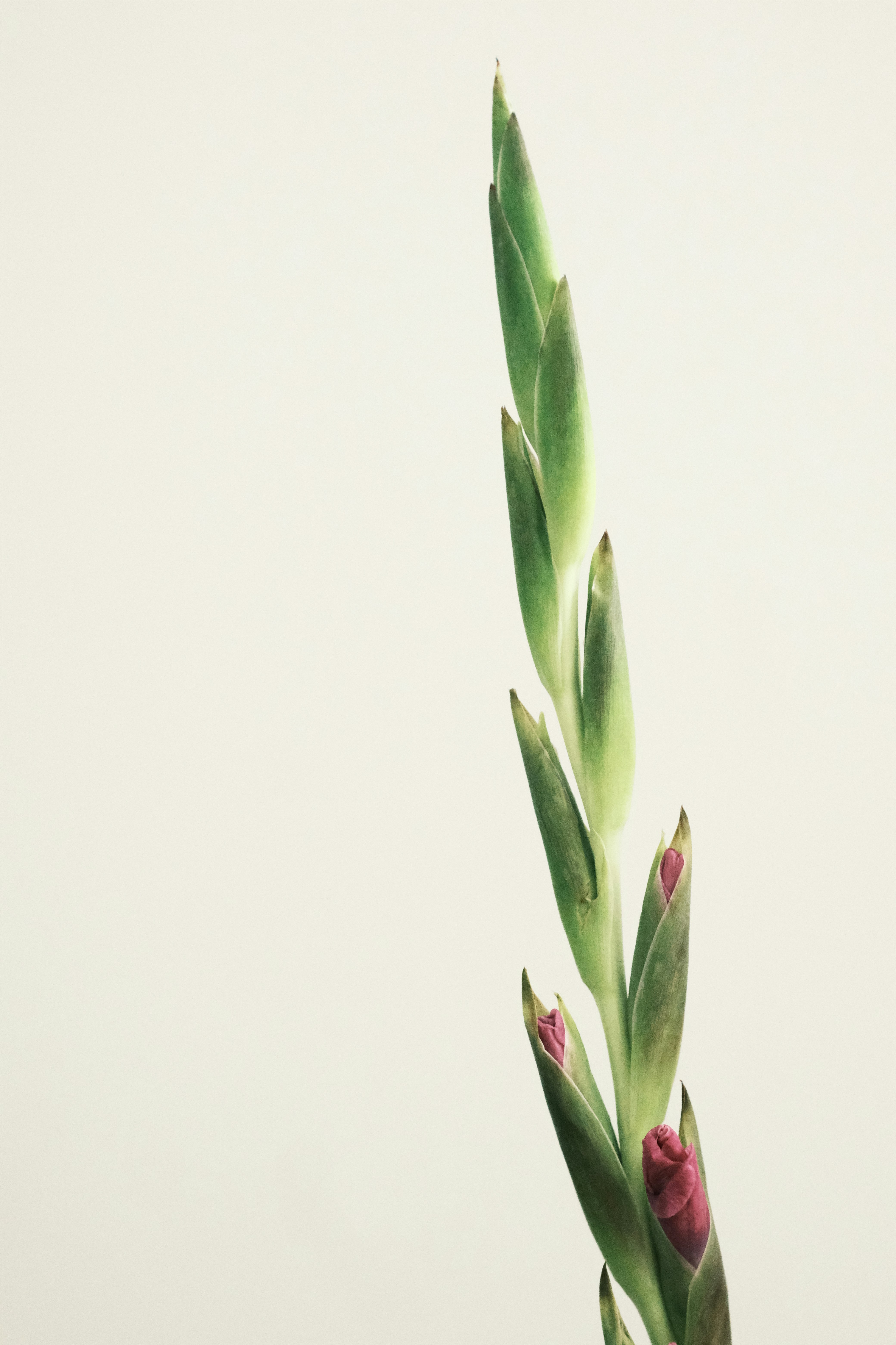 A green gladiolus bud with pink tips on plain background