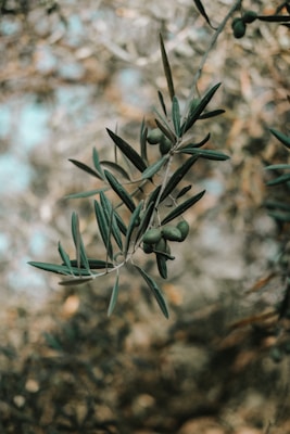Raccolta delle olive: un mattino in campagna con i contadini