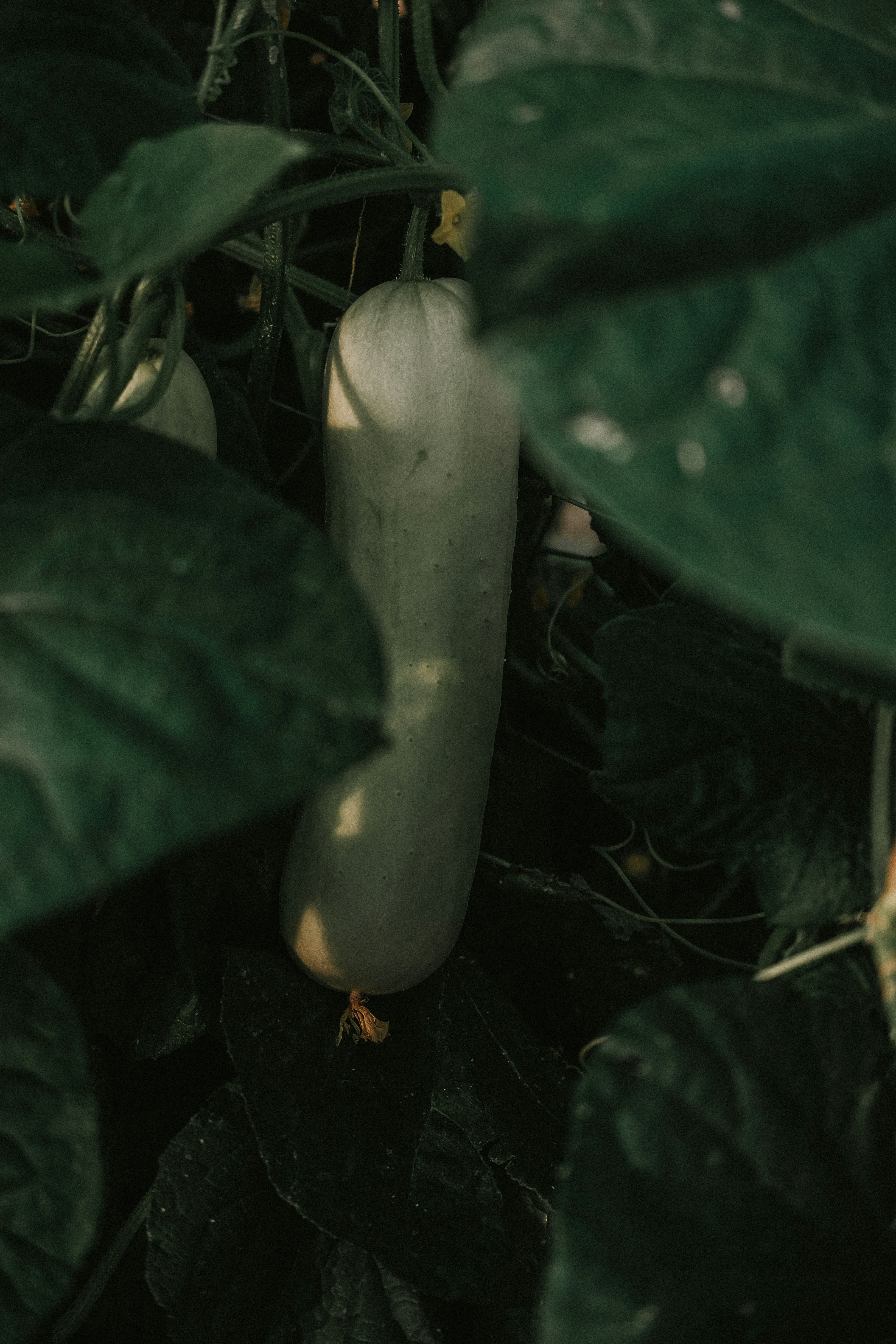 Unveiling the Truth: Are Cucumber Leaves Edible and Safe to Eat?