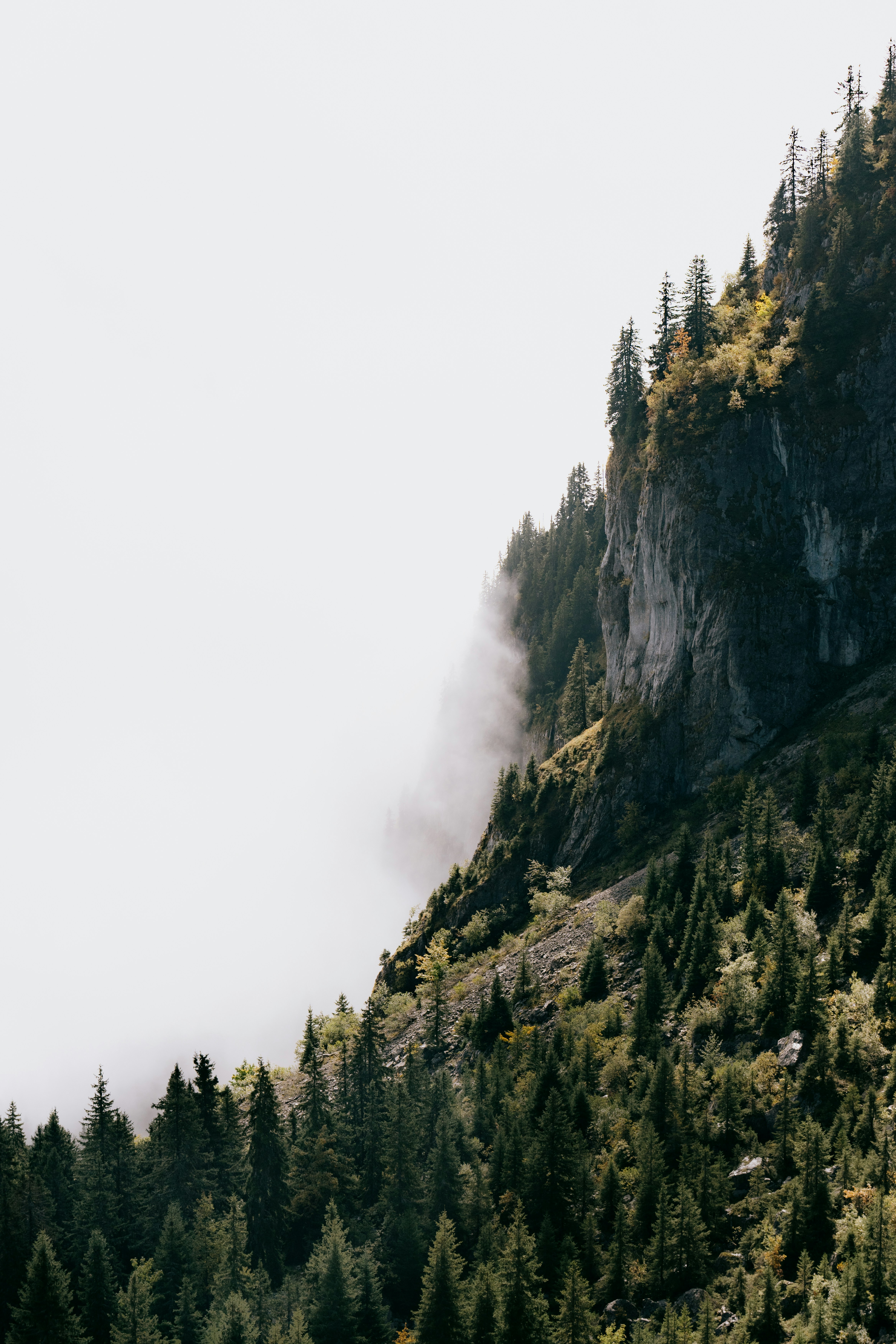 Misty mountain slope covered in evergreen trees.