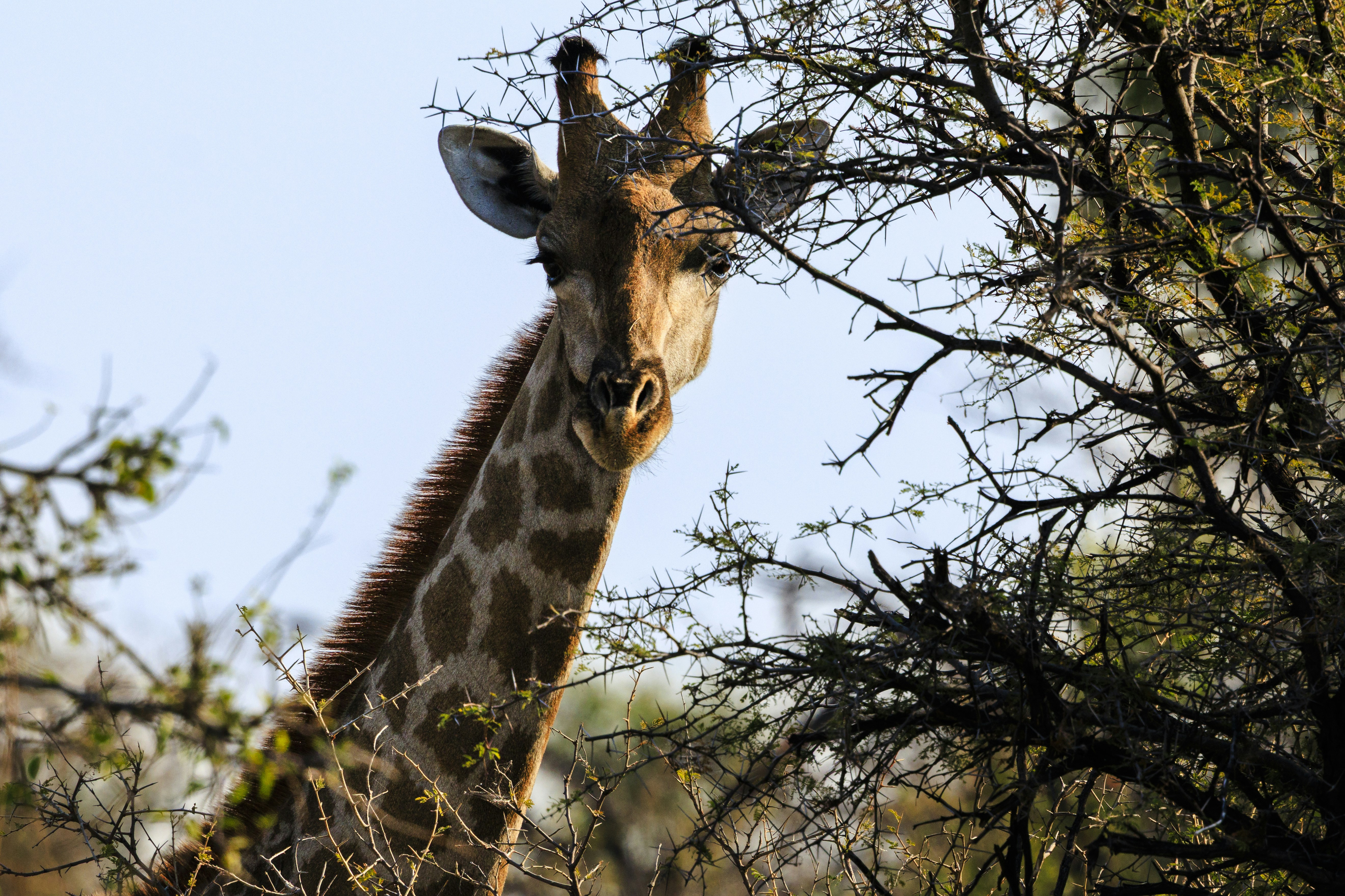 A giraffe peeks through tree branches in the savanna.