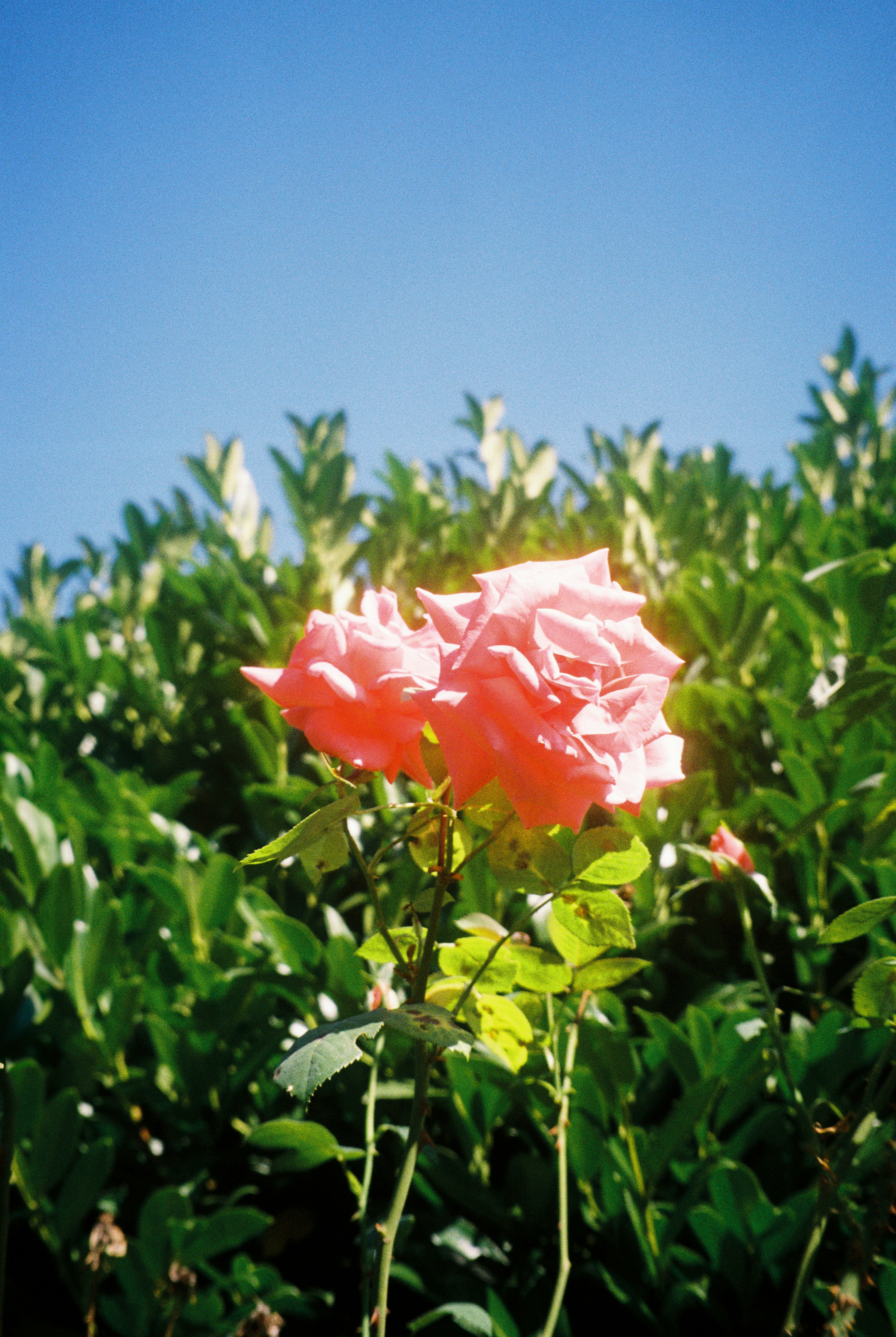 Pink roses bloom against a green hedge and blue sky.