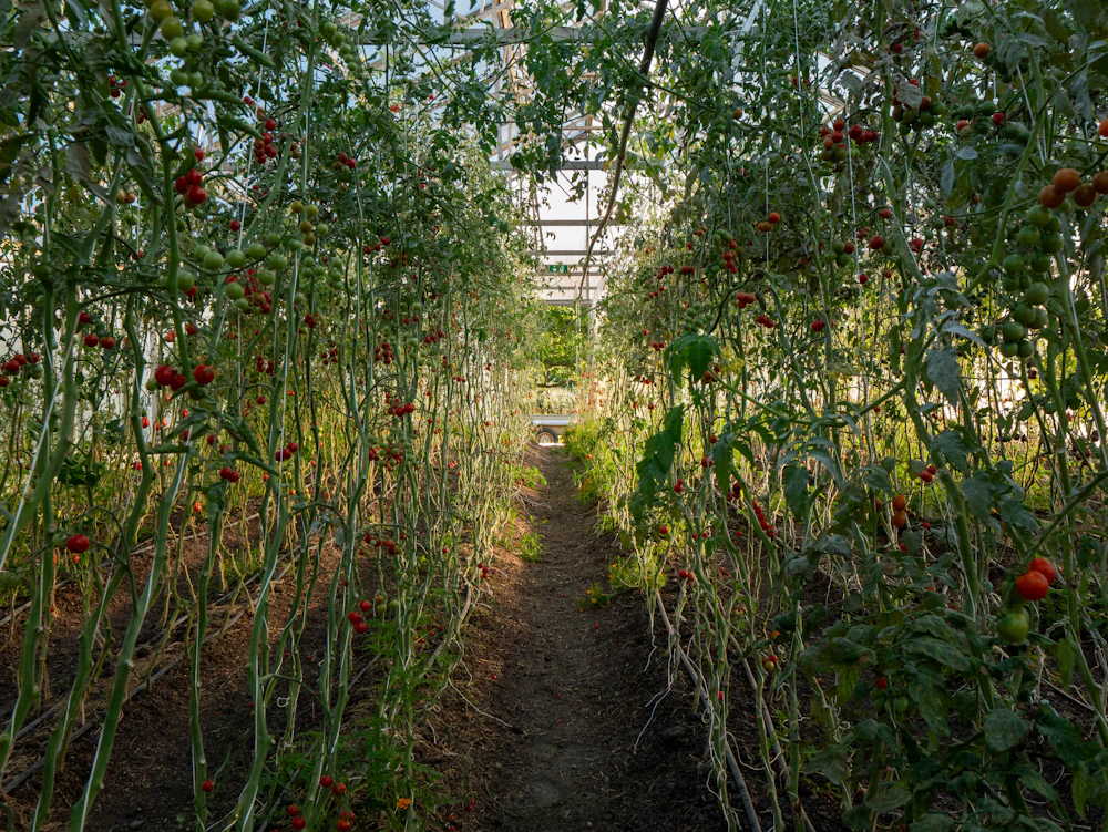 Filas de plantas creciendo en un invernadero