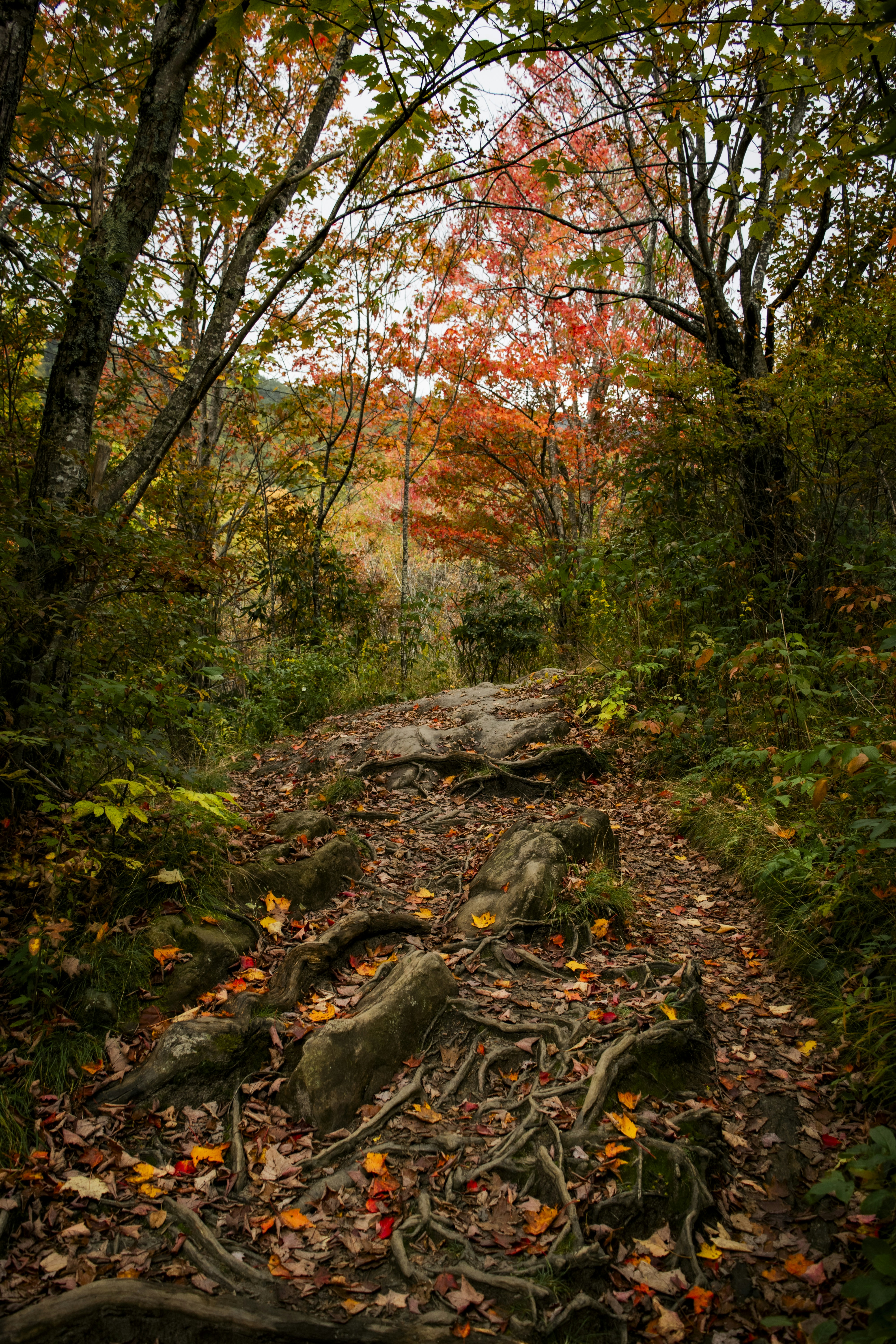 Forest path with exposed roots and autumn leaves