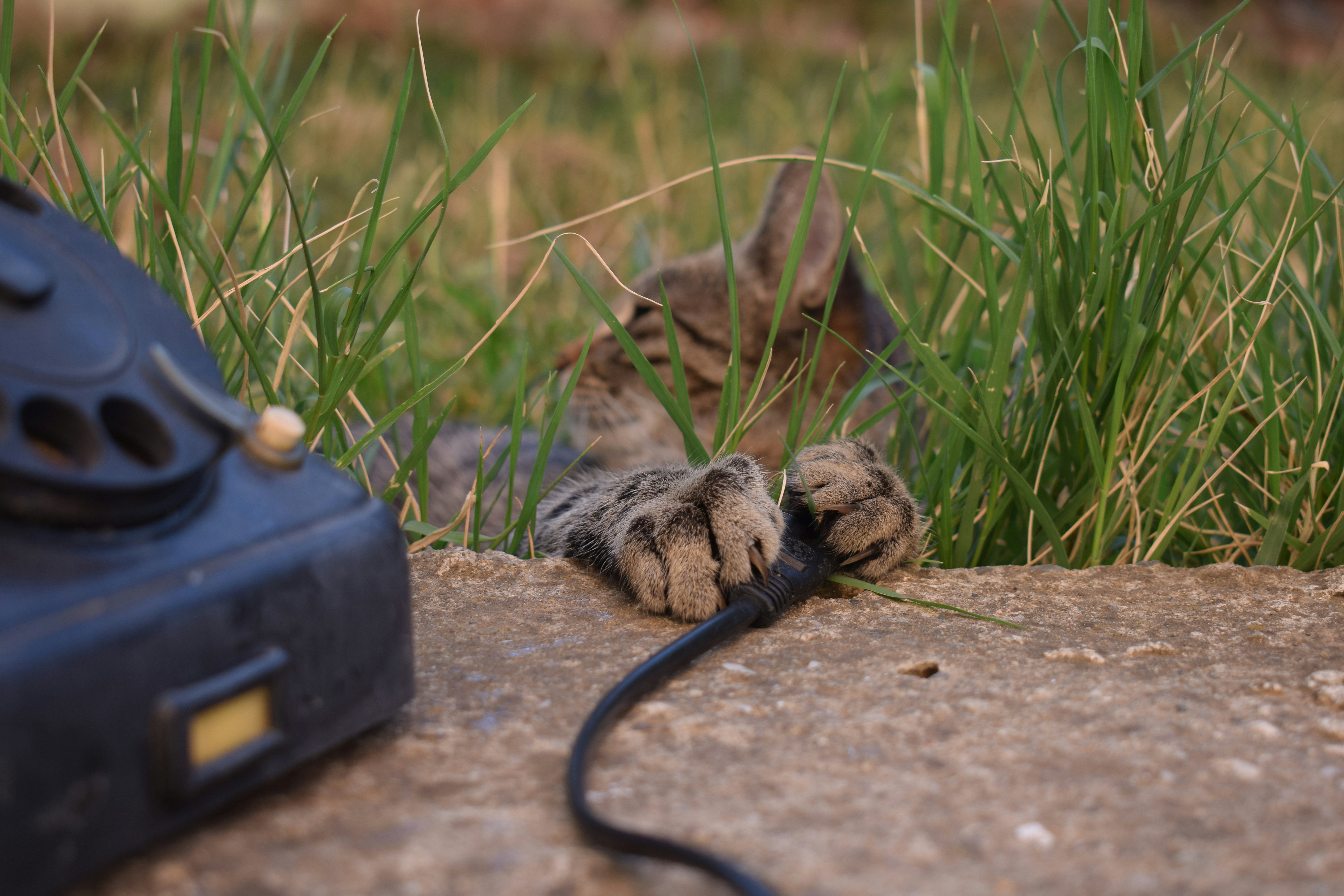 Kitten playing with a telephone cord in grass.