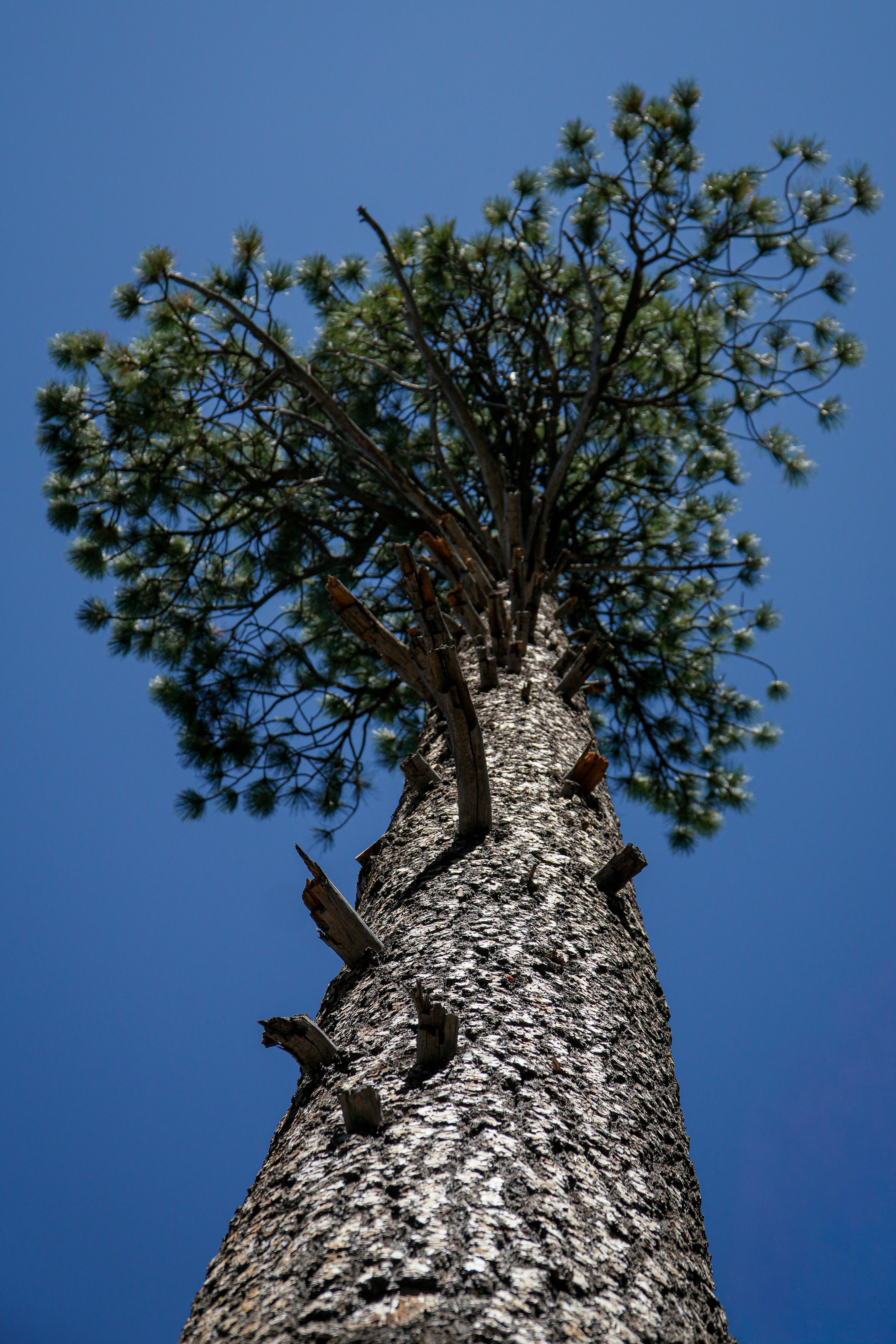 Tall pine tree against a clear blue sky
