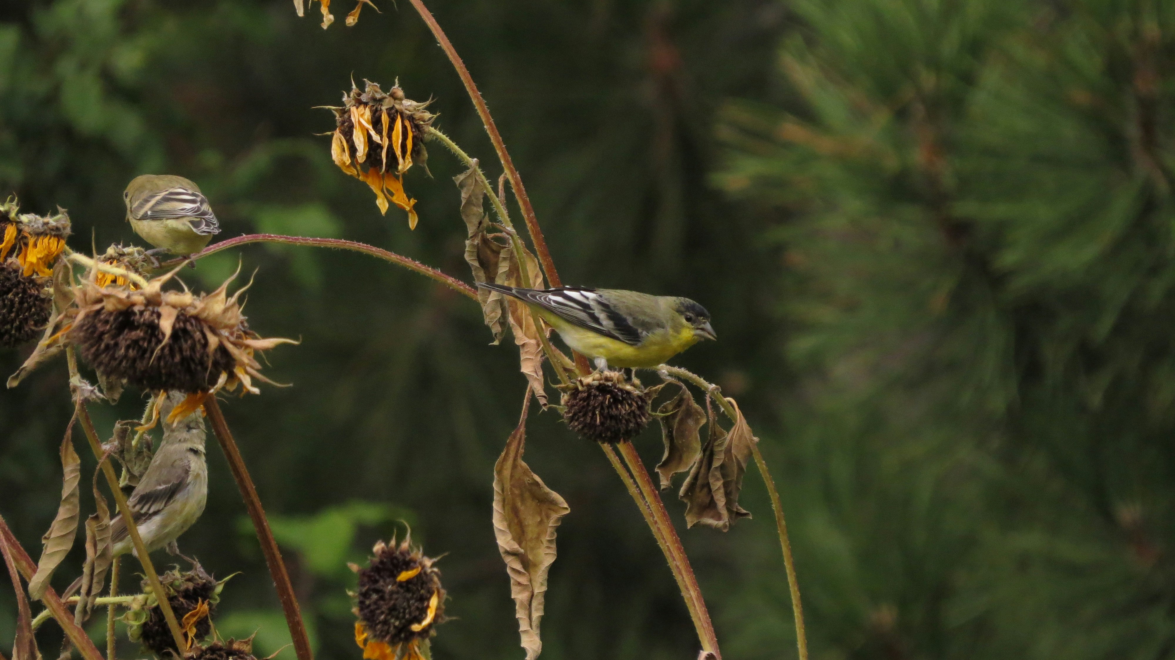 Photo by akh_artwork