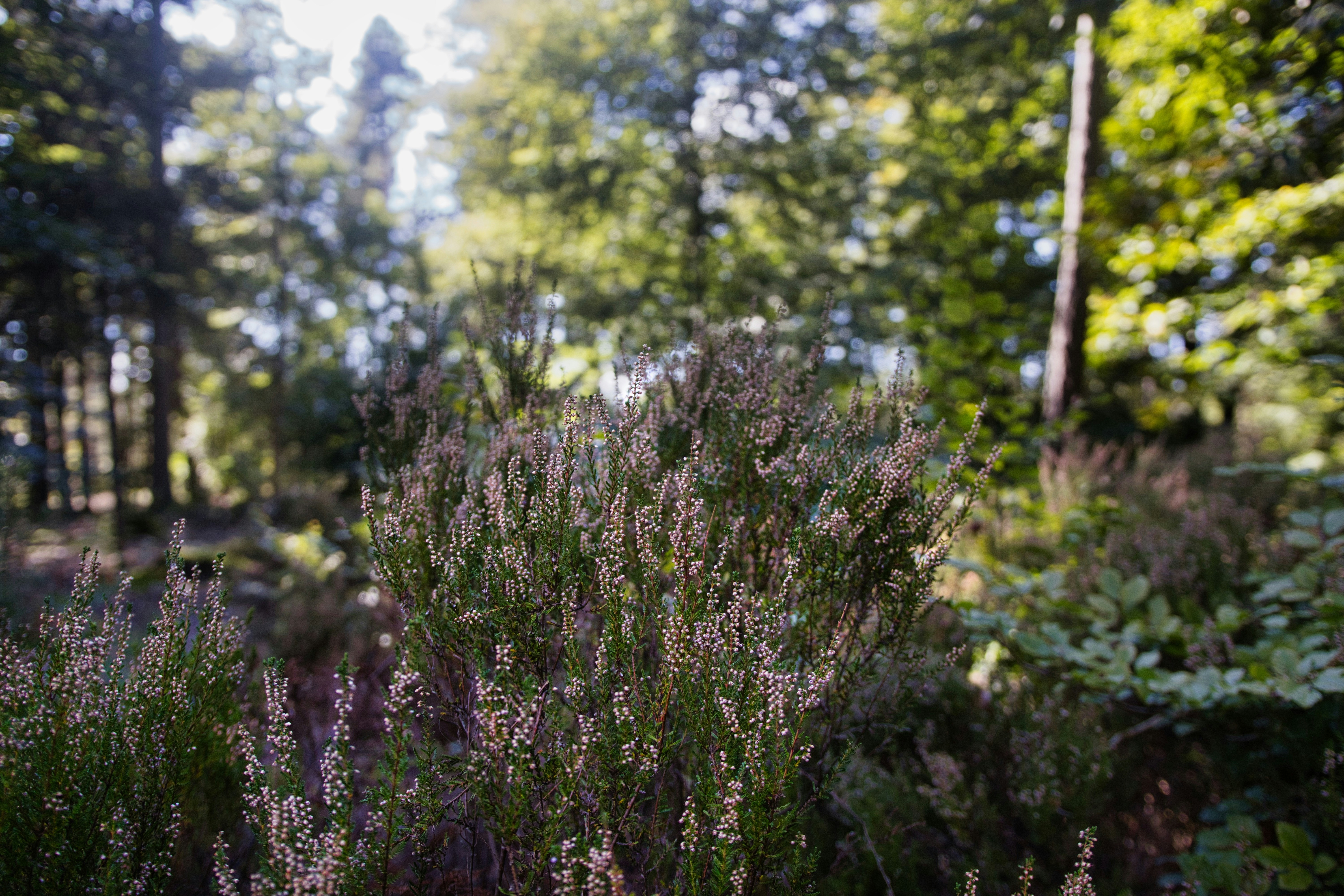 Photo by paws_and_prints