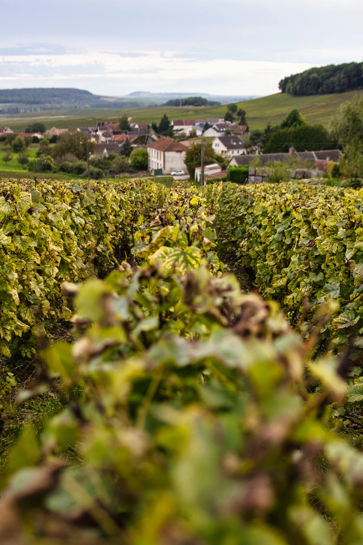 Vineyard landscape representing Alba Vineyard