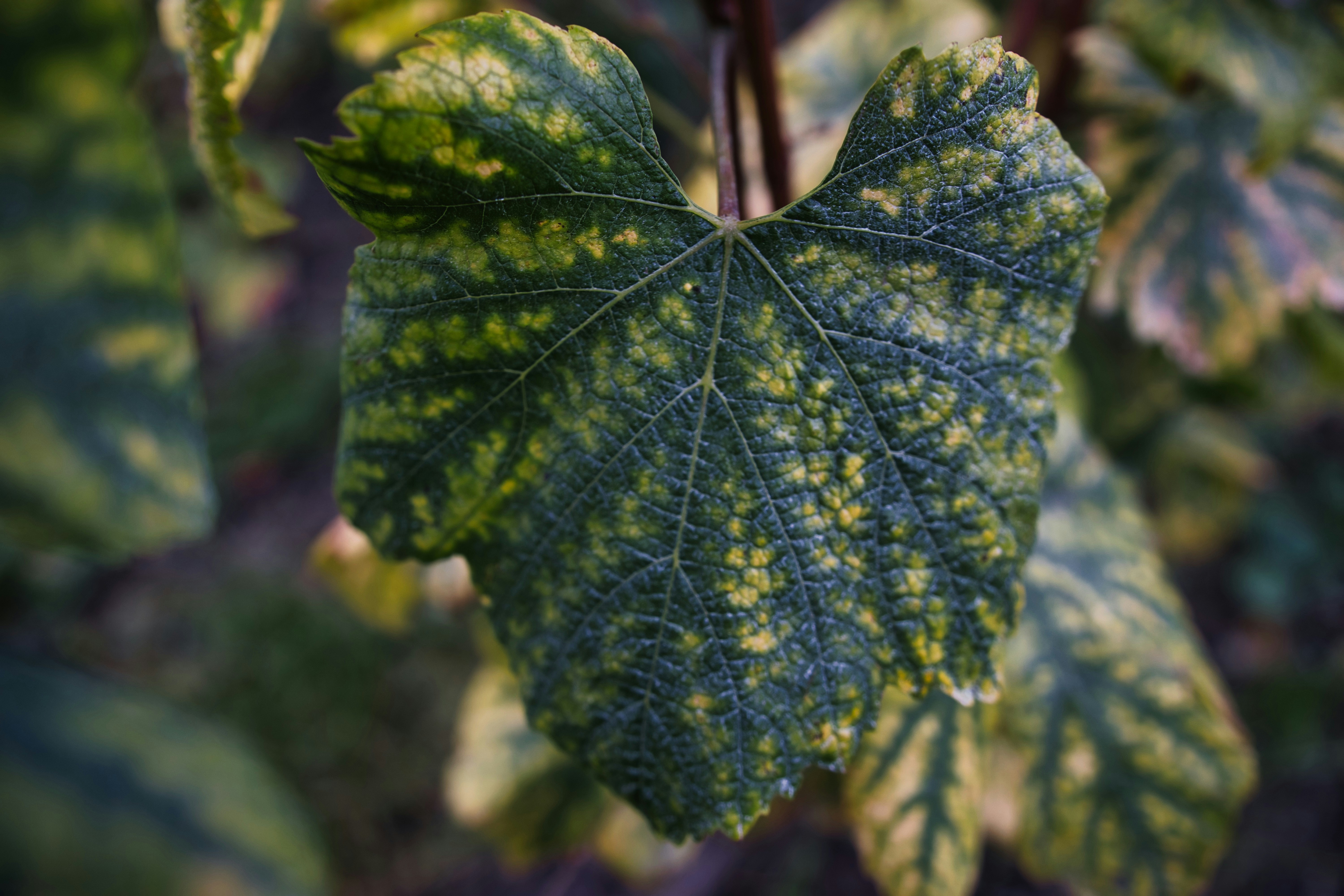 Photo by paws_and_prints