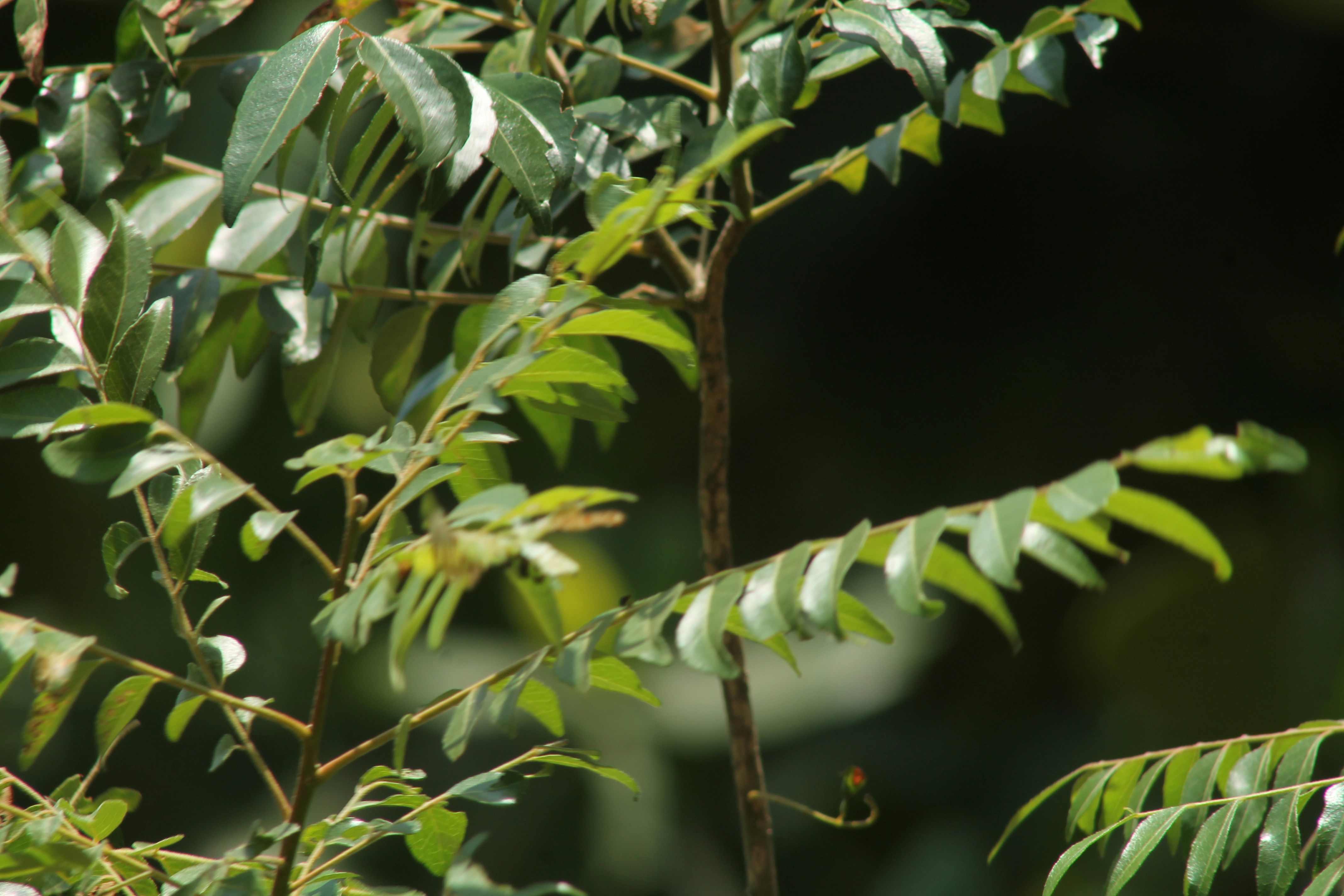 Photo by santoshbayer