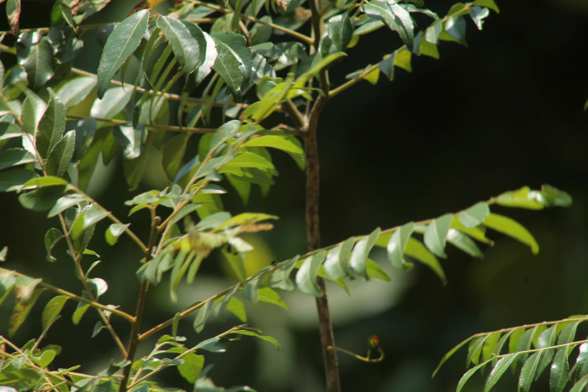 Green leaves on a thin tree branch