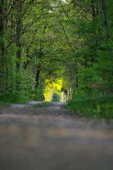 A dirt path leads through a lush green forest.