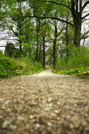 A gravel path winds through a lush green forest.