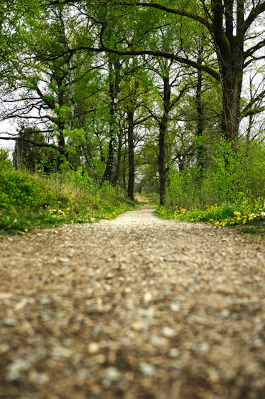 A gravel path winds through a lush green forest.