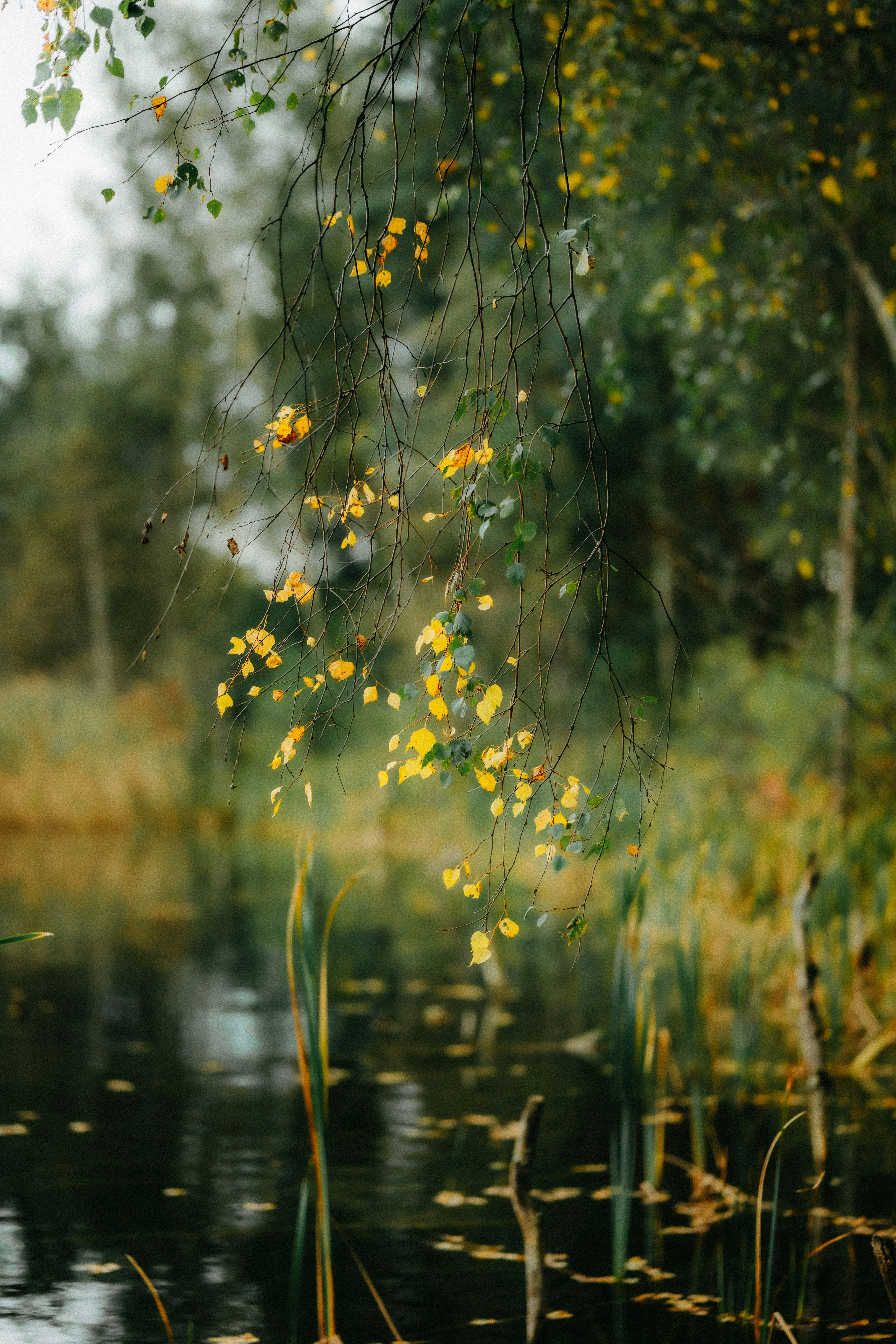 Photo by kristapsungurs