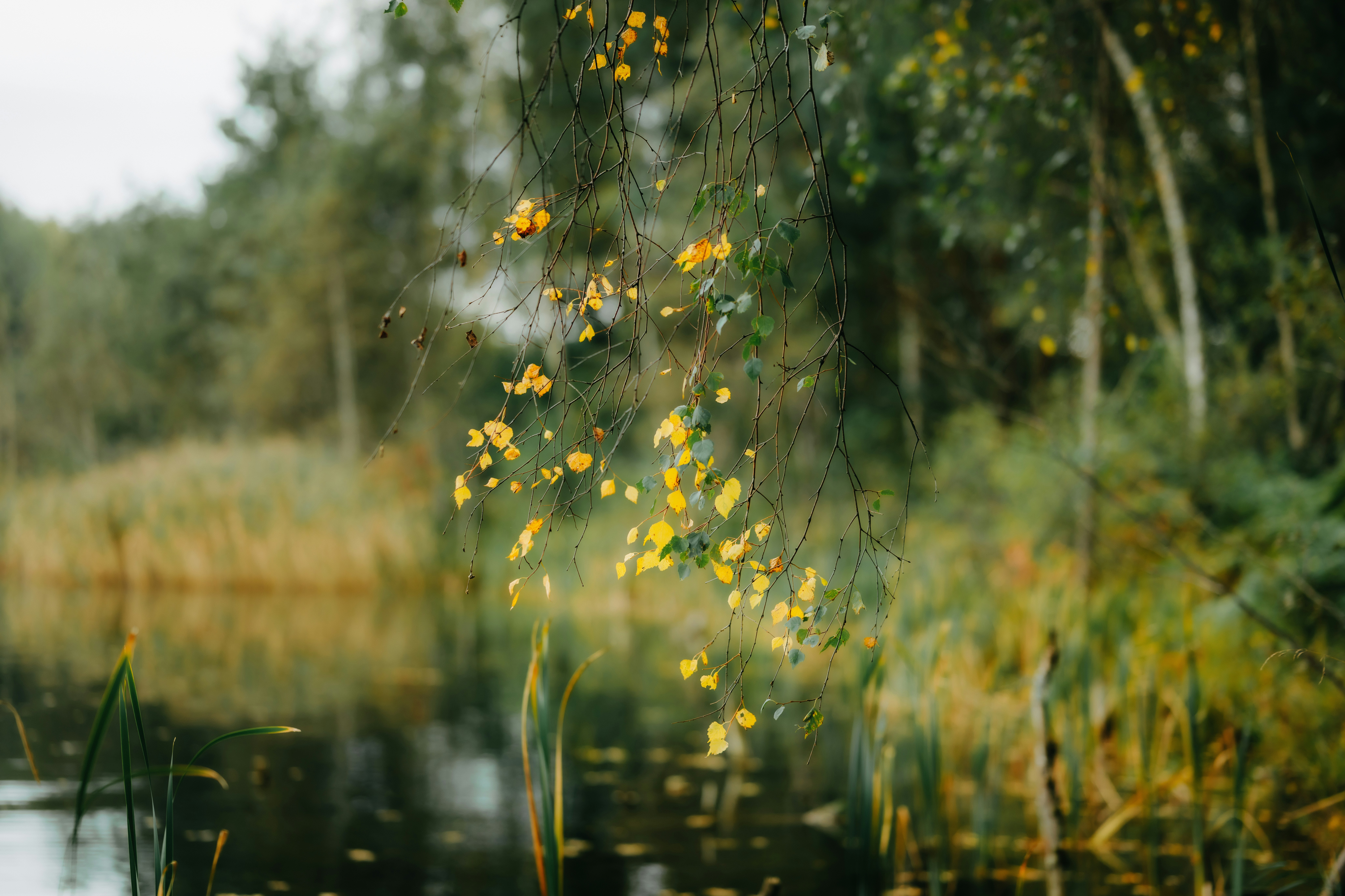 Photo by kristapsungurs