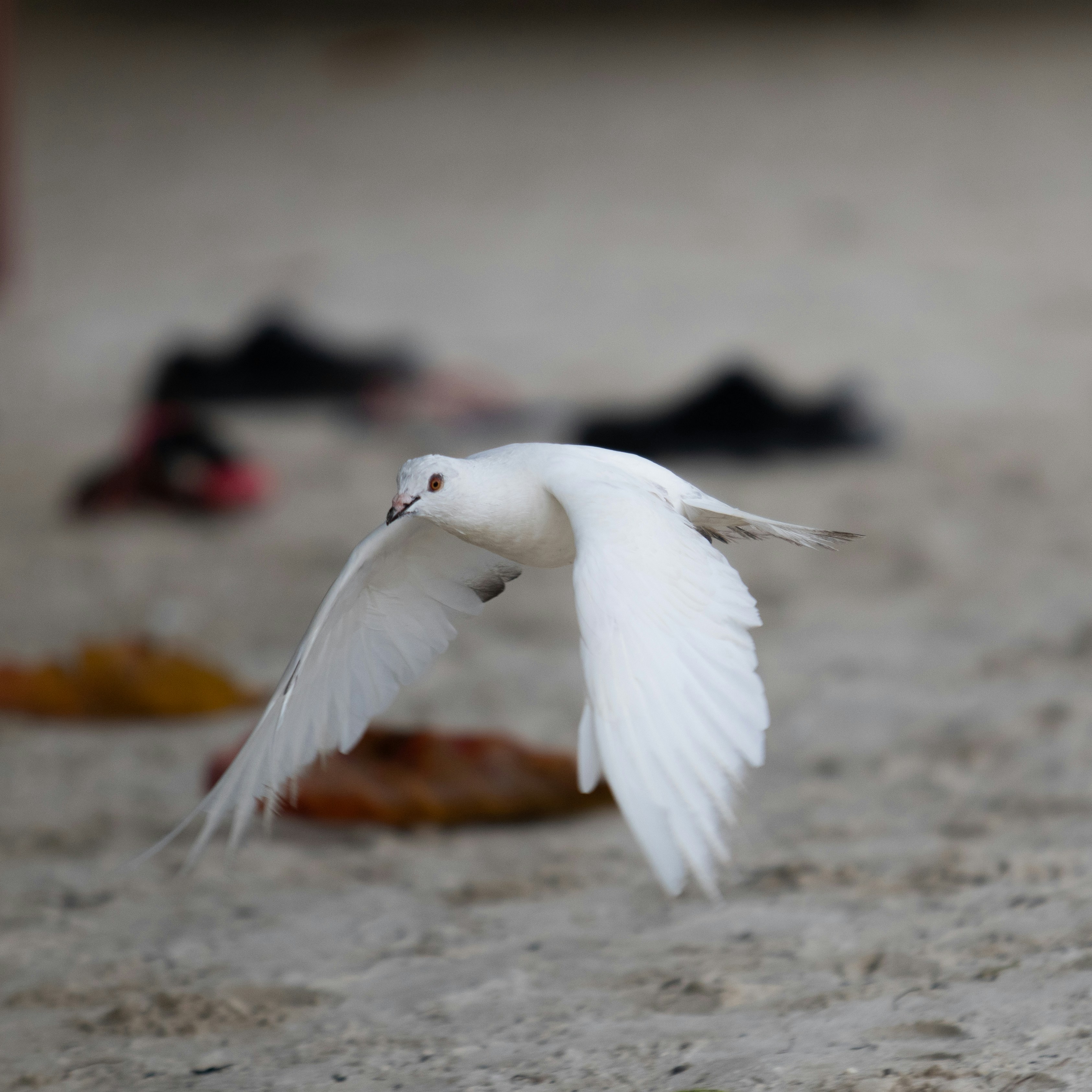 白い鳩が砂浜の上を飛んでいます。