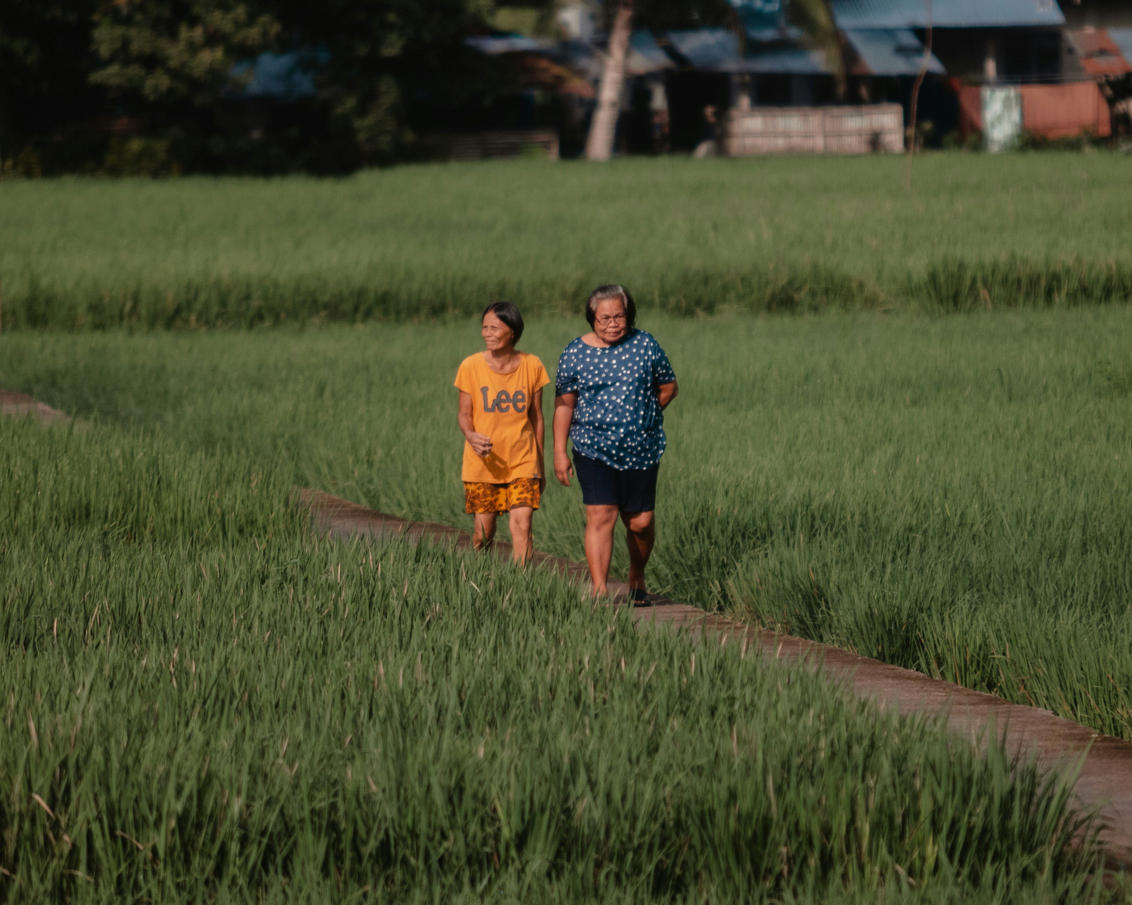 Two people walking on a path through a green field.