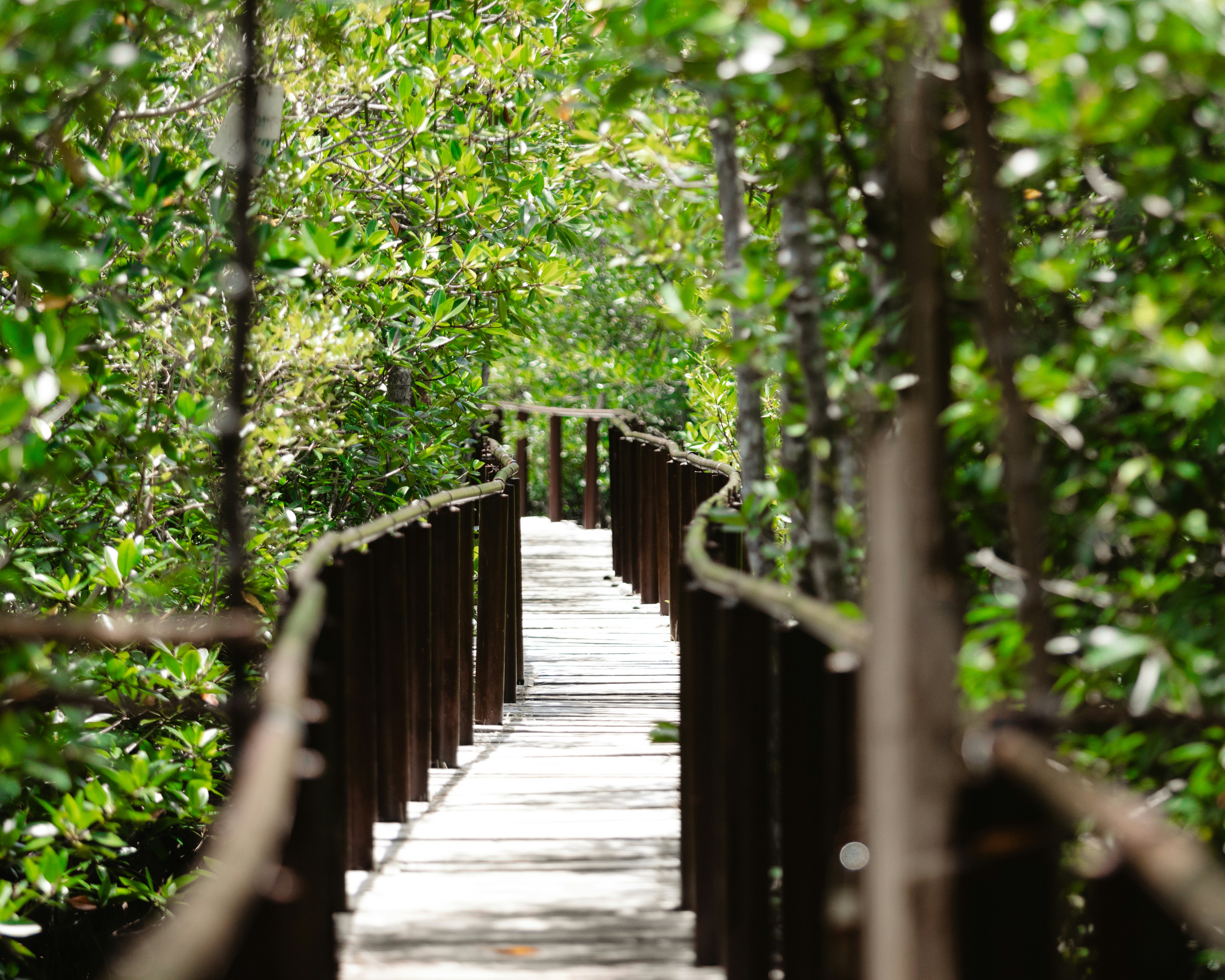 Wooden boardwalk winding through lush green forest
