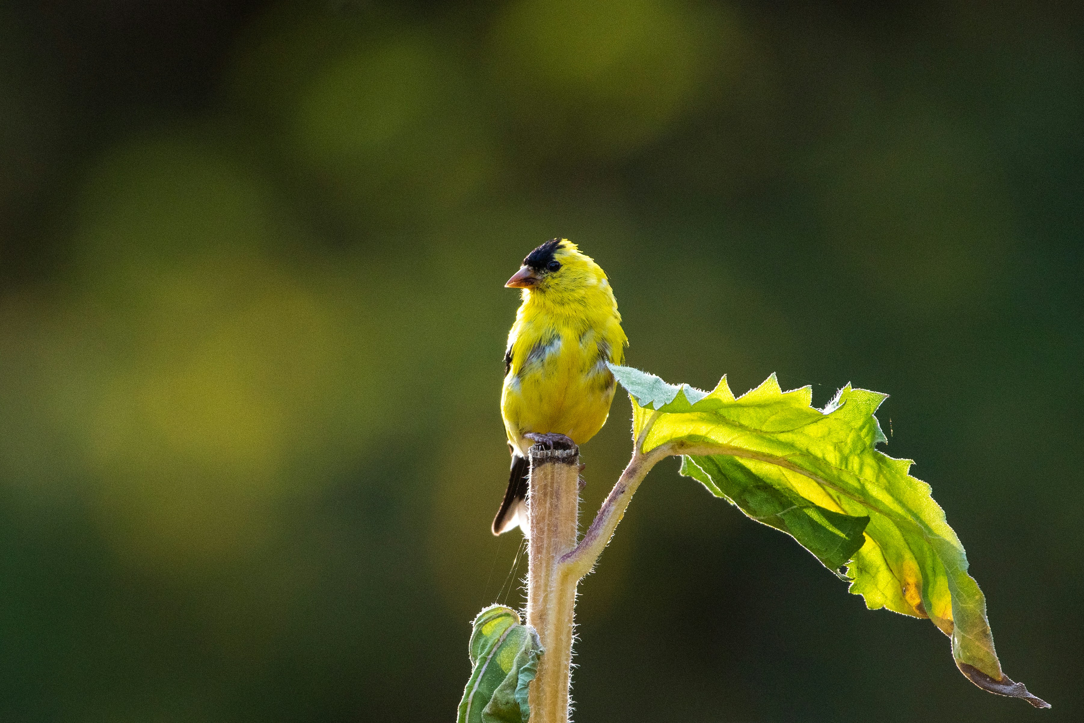 A yellow bird perched on a plant stem.