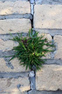 Green grass growing through a crack in a brick wall.