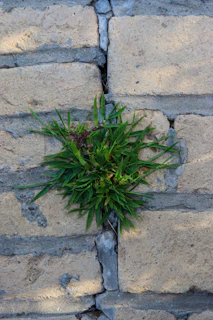 Weeds Growing in Walls Cardiff