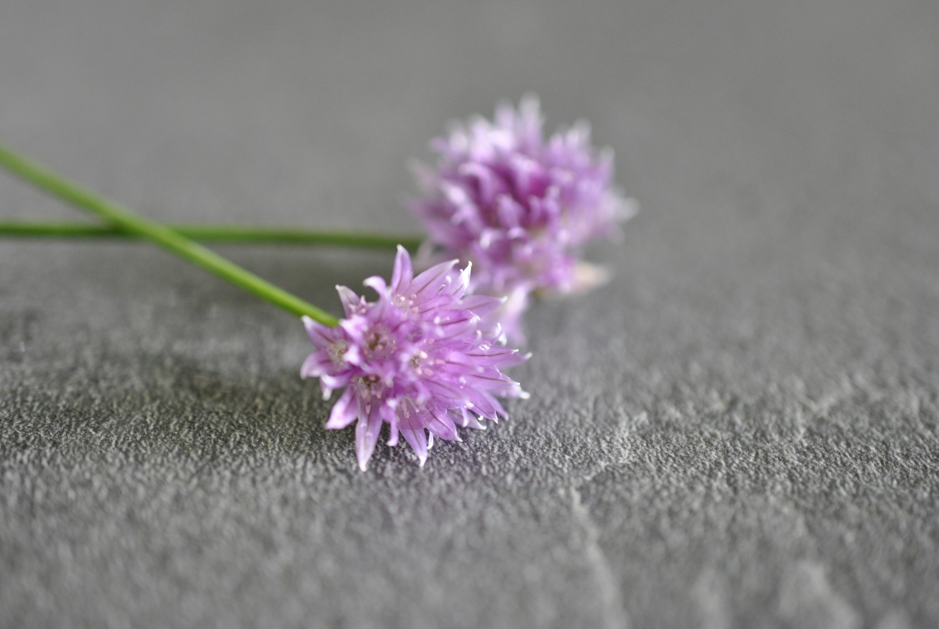 Zwei kleine violette Schnittlauchblüten auf einer grauen Oberfläche.