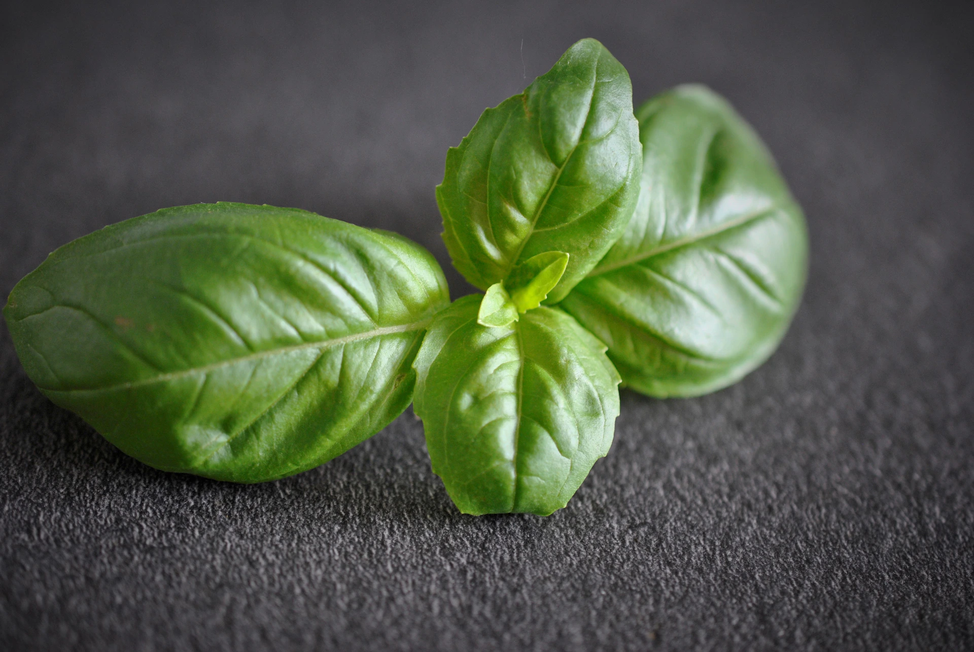Fresh basil leaves on a dark textured surface.