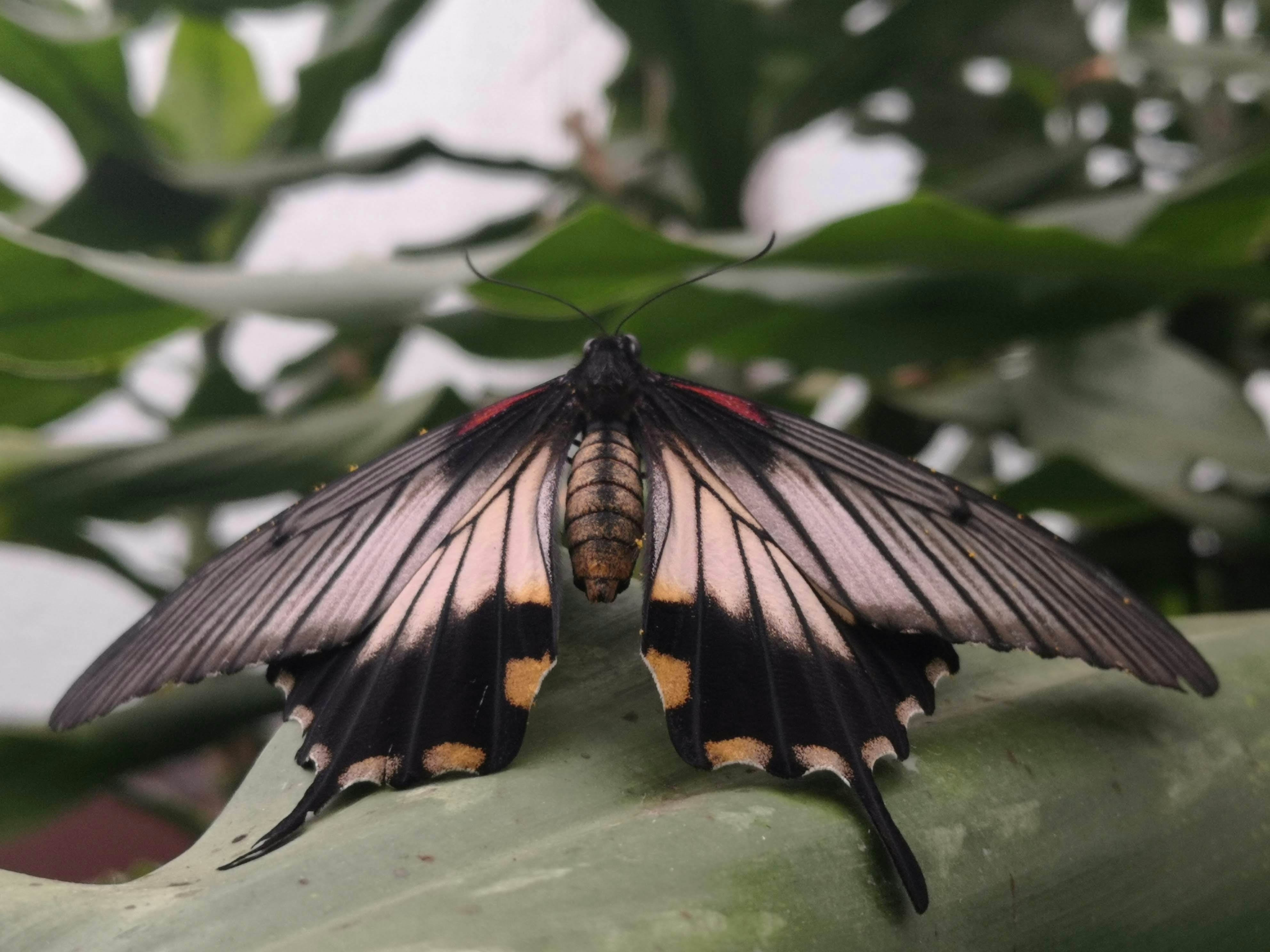 A butterfly with black, white, and yellow wings rests.